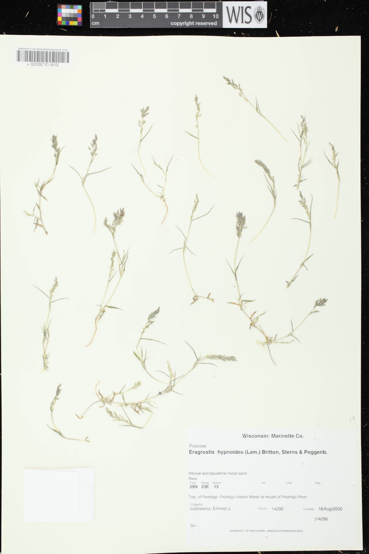 Eragrostis hypnoides image