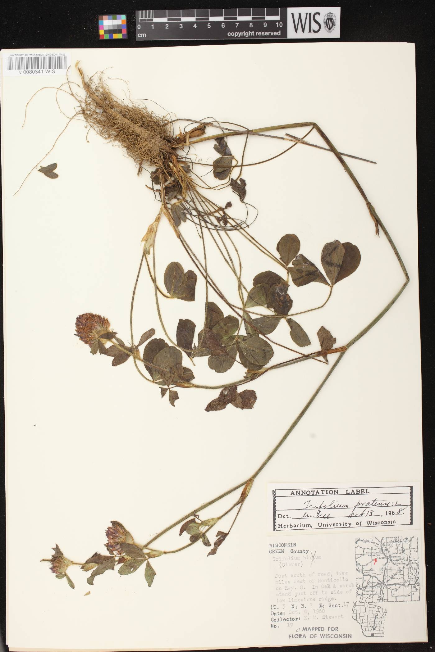 Trifolium pratense image