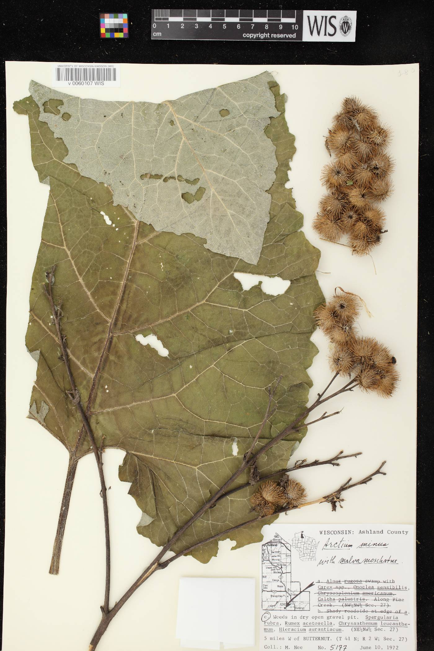 Arctium minus image