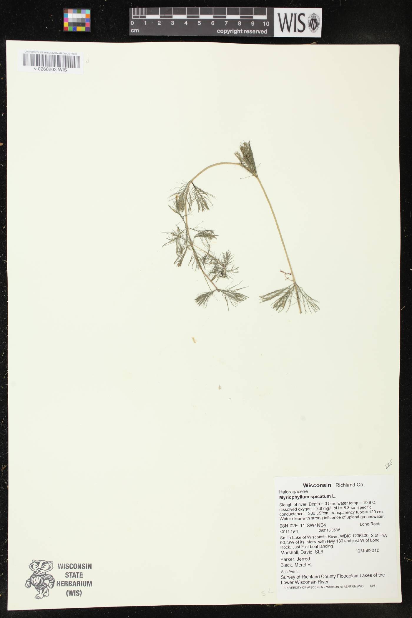 Myriophyllum spicatum image