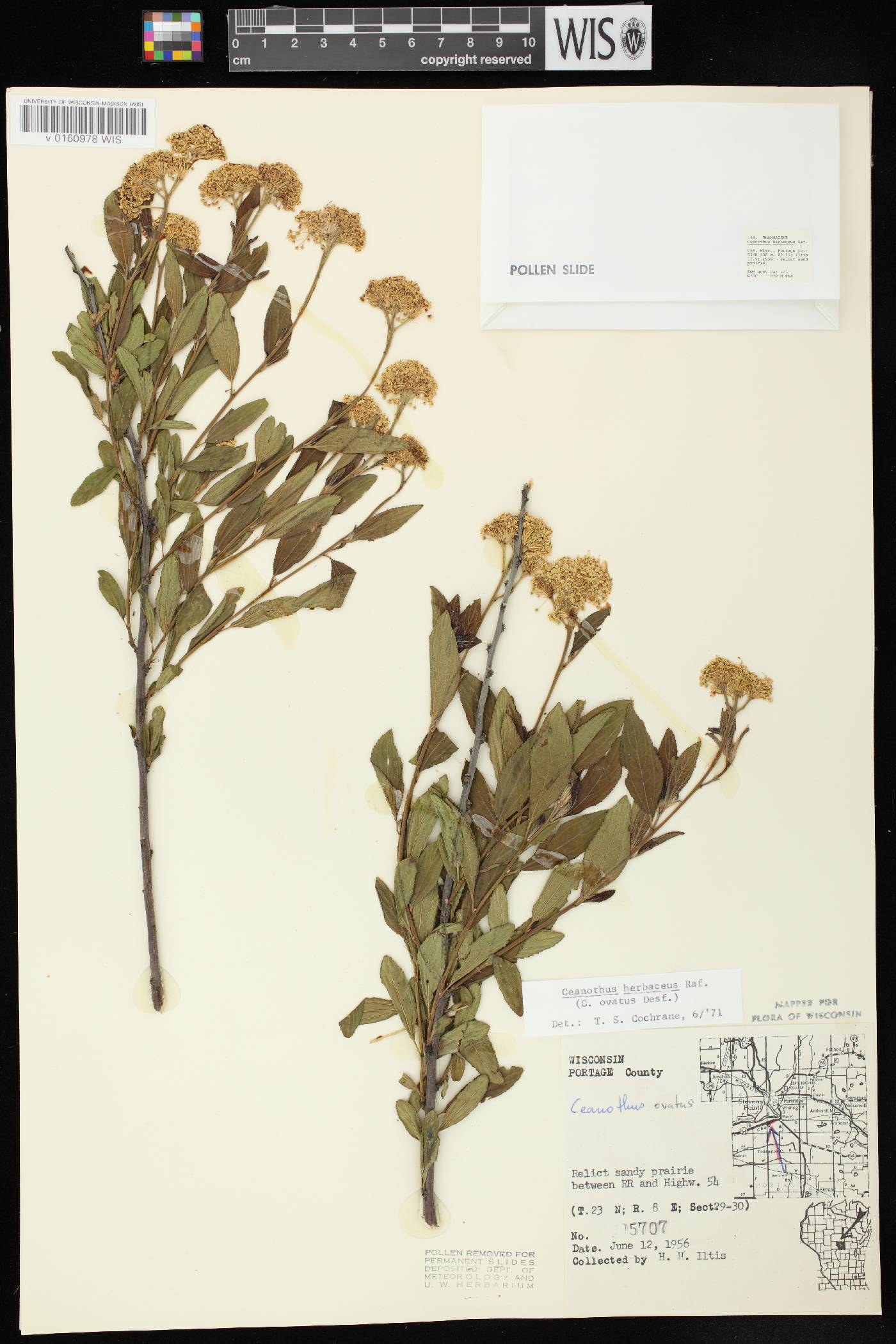 Ceanothus herbaceus image