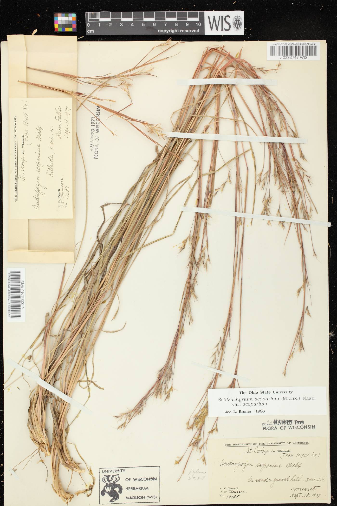 Schizachyrium scoparium var. scoparium image