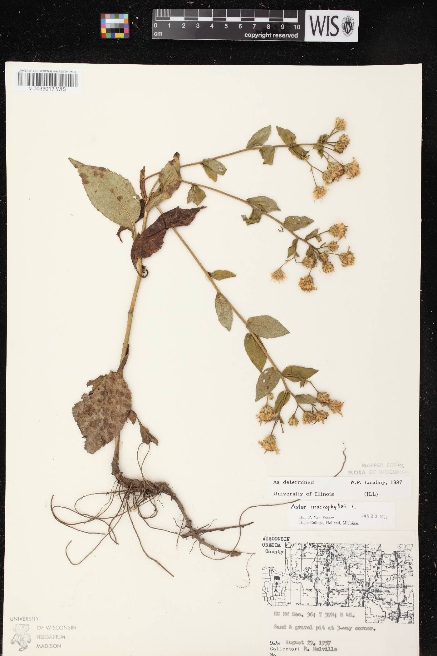 Eurybia macrophylla image