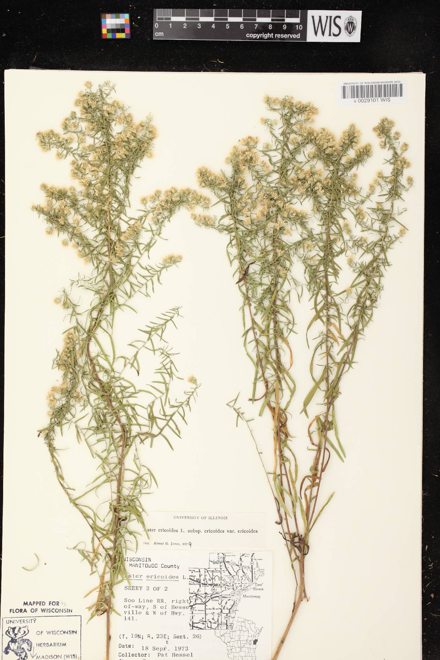 Symphyotrichum ericoides var. ericoides image