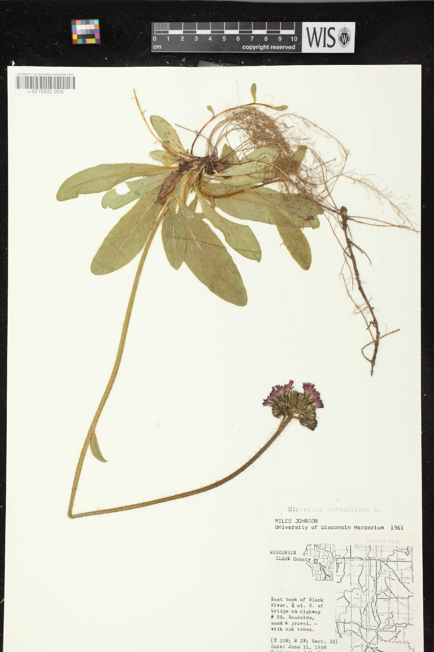 Hieracium aurantiacum image