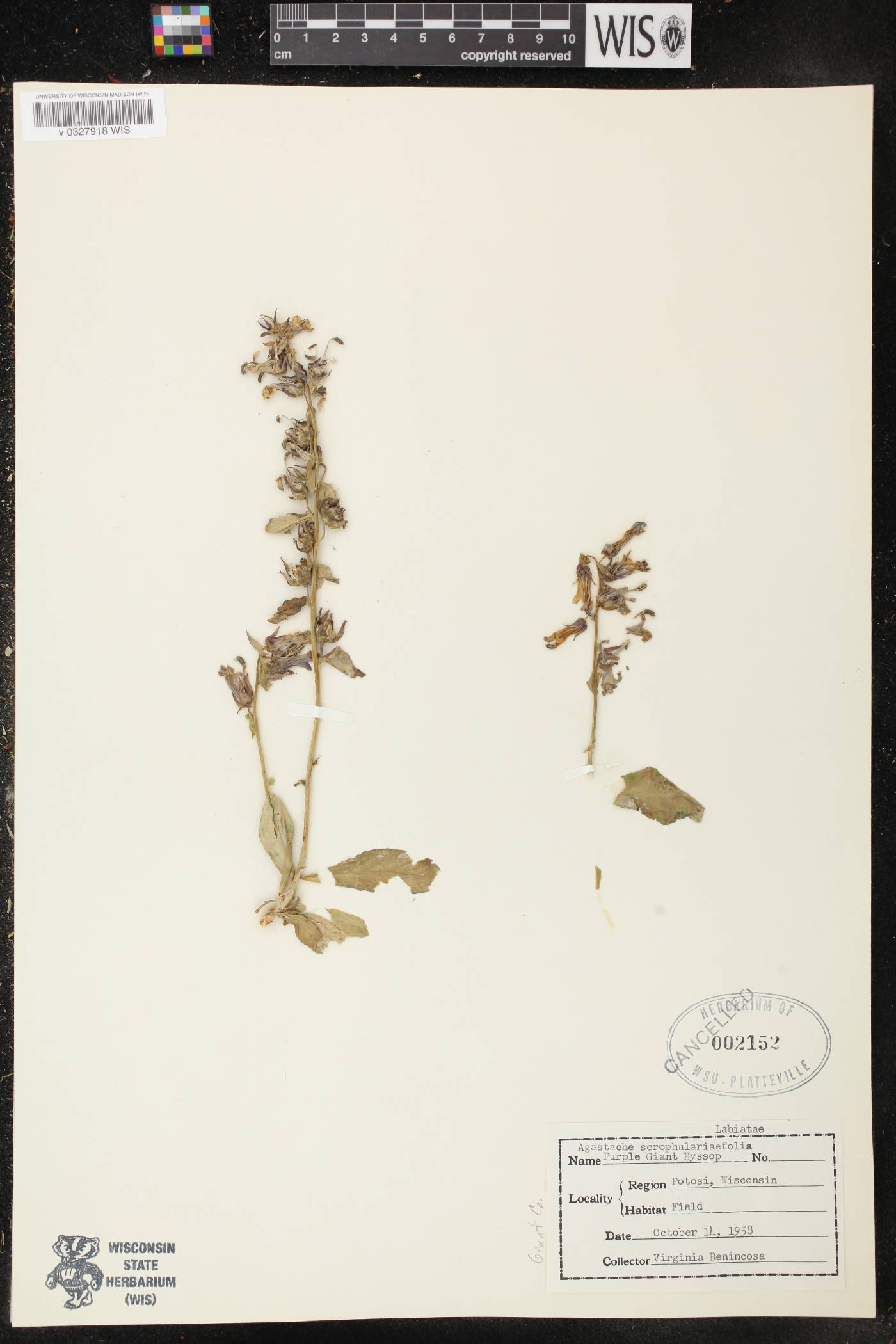 Lobelia siphilitica image