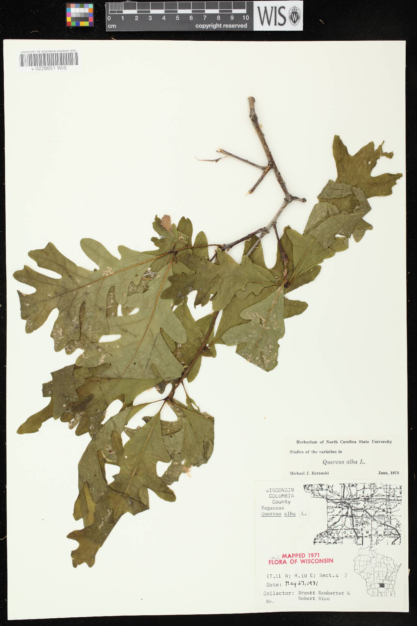 Quercus alba image