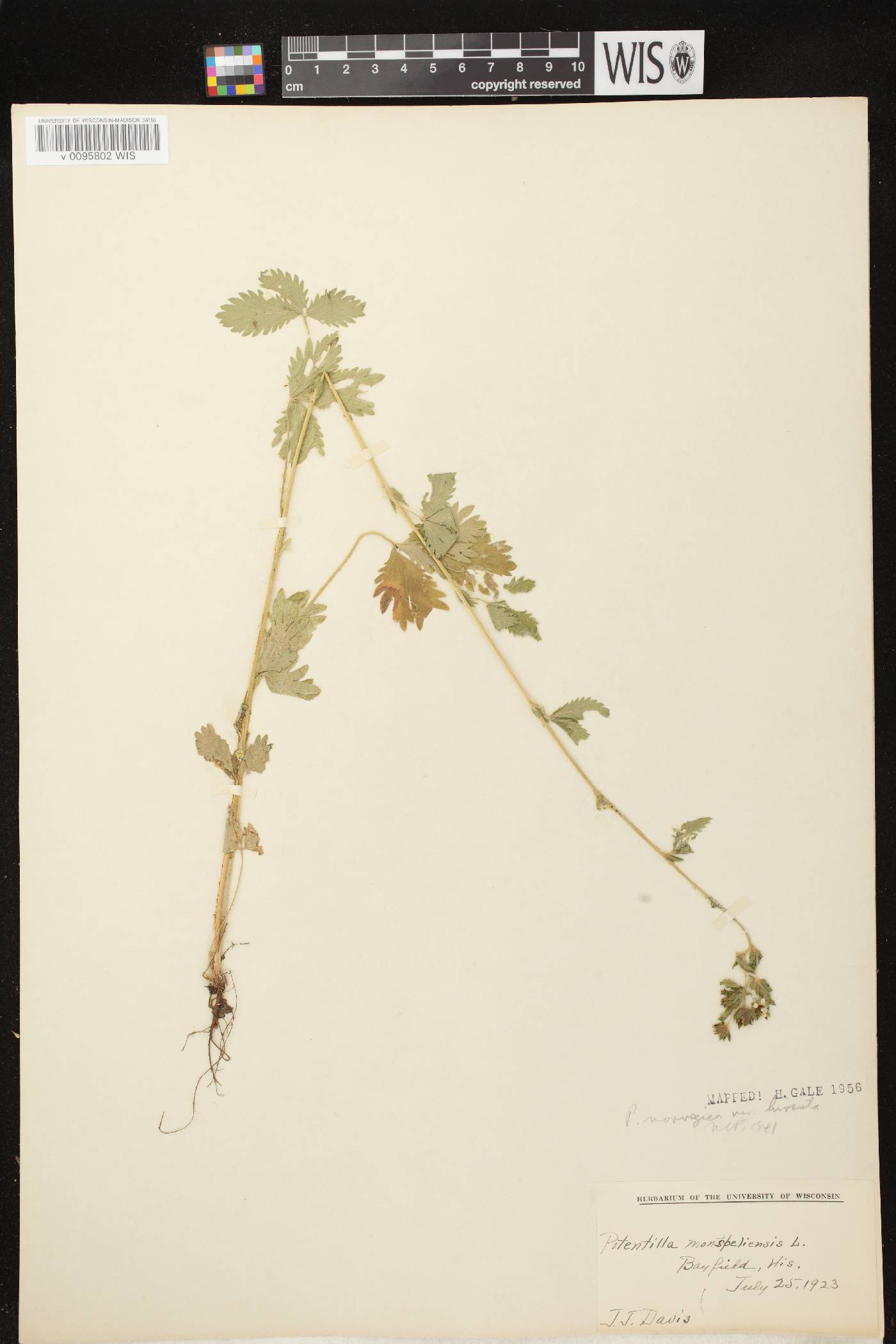 Potentilla norvegica image