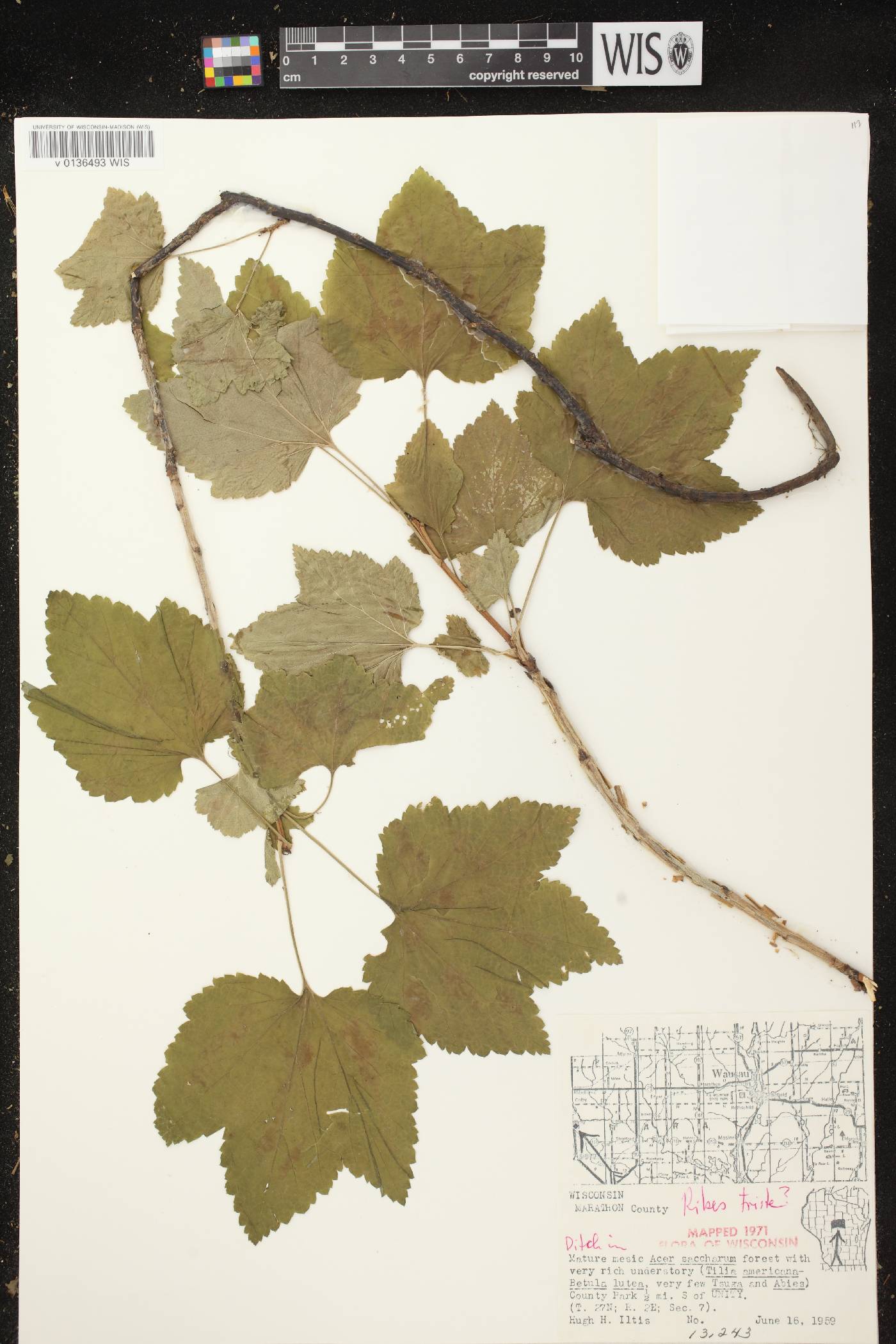 Ribes triste image