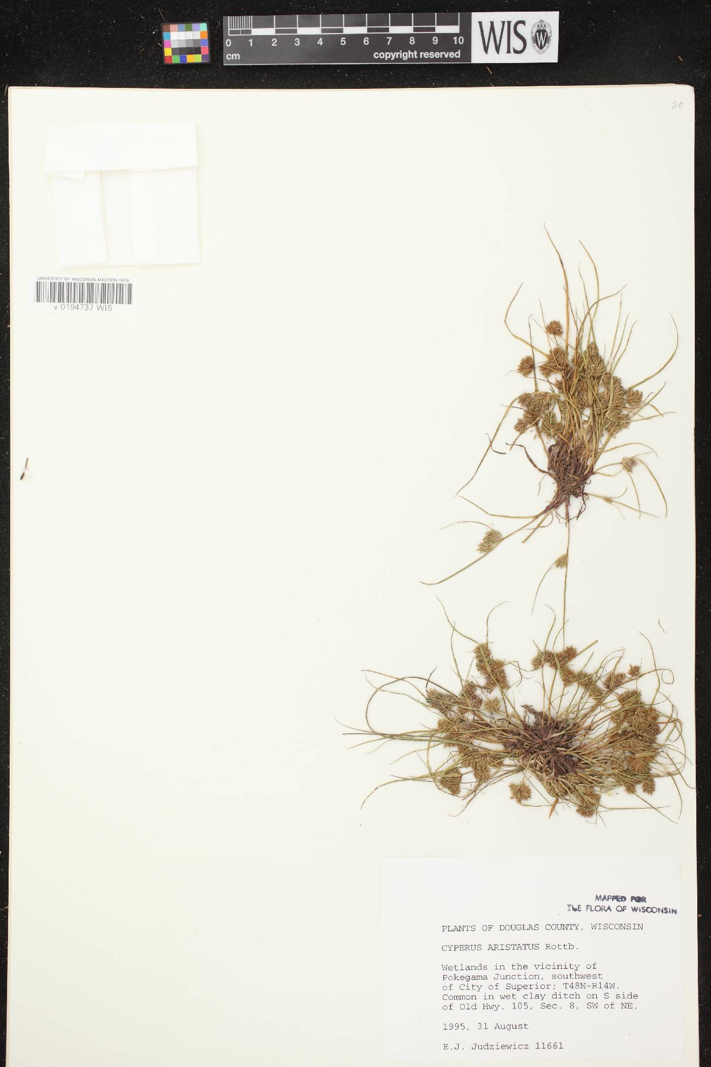 Cyperus squarrosus image