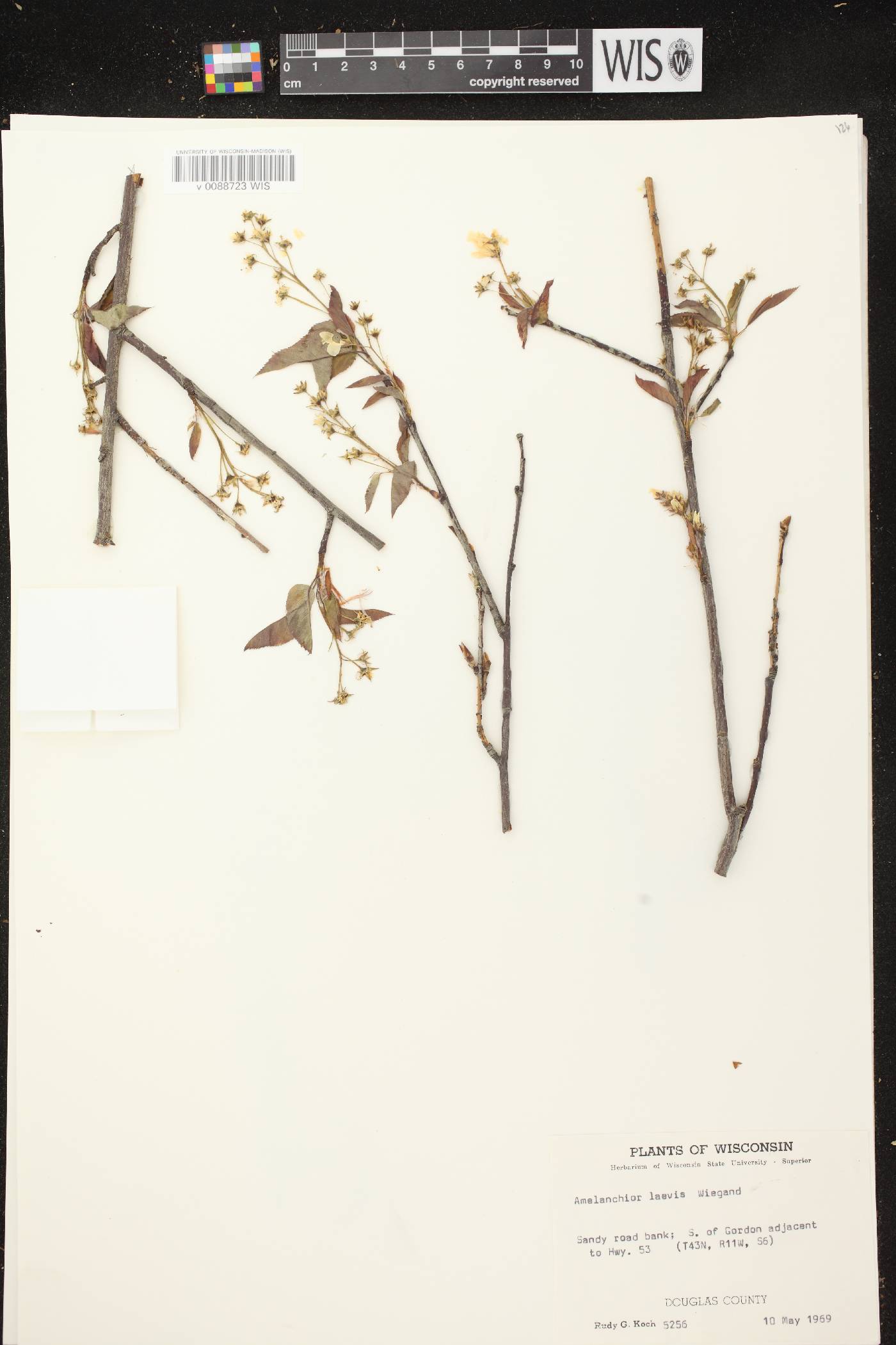 Amelanchier laevis image