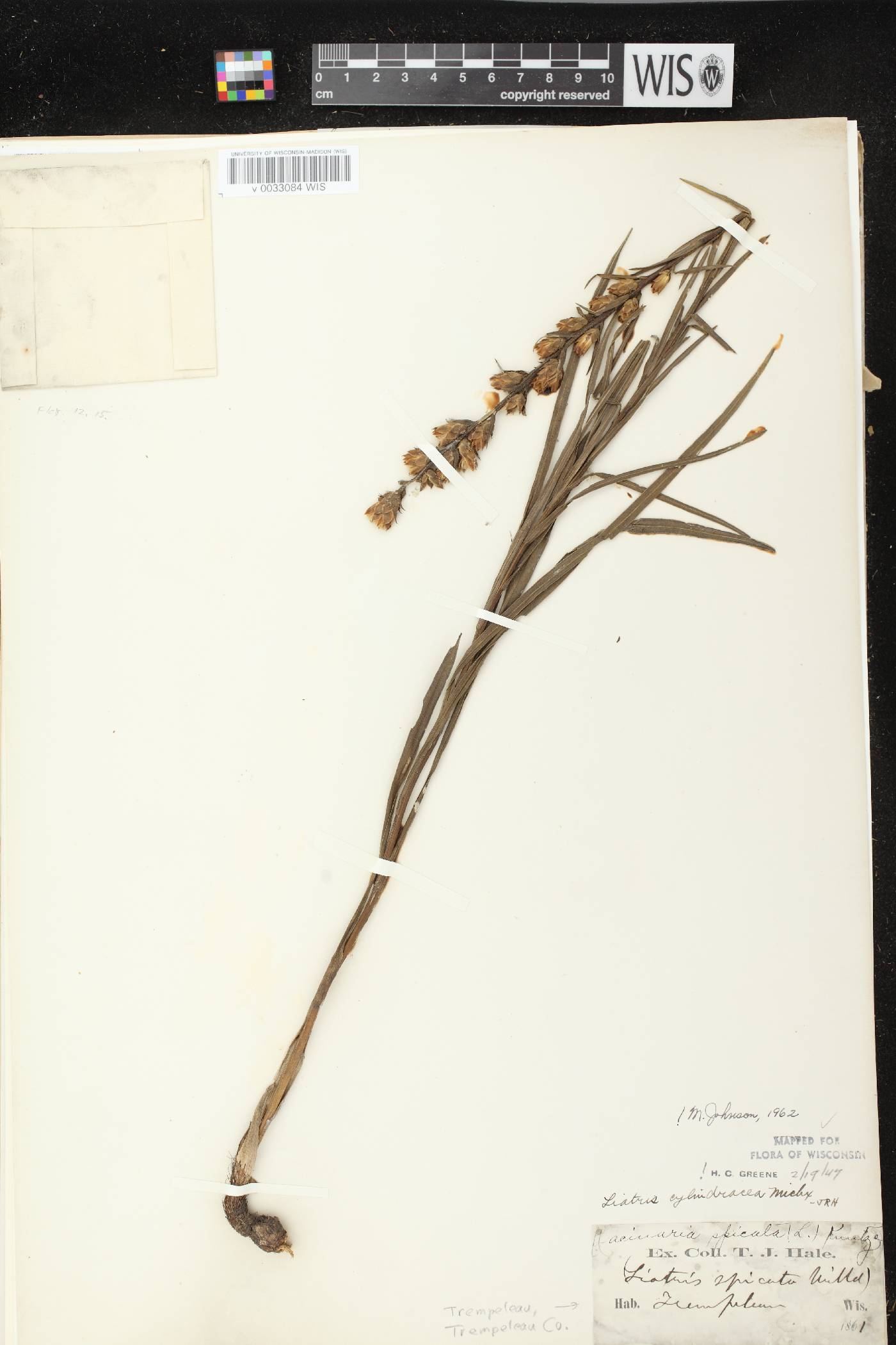 Liatris cylindracea image