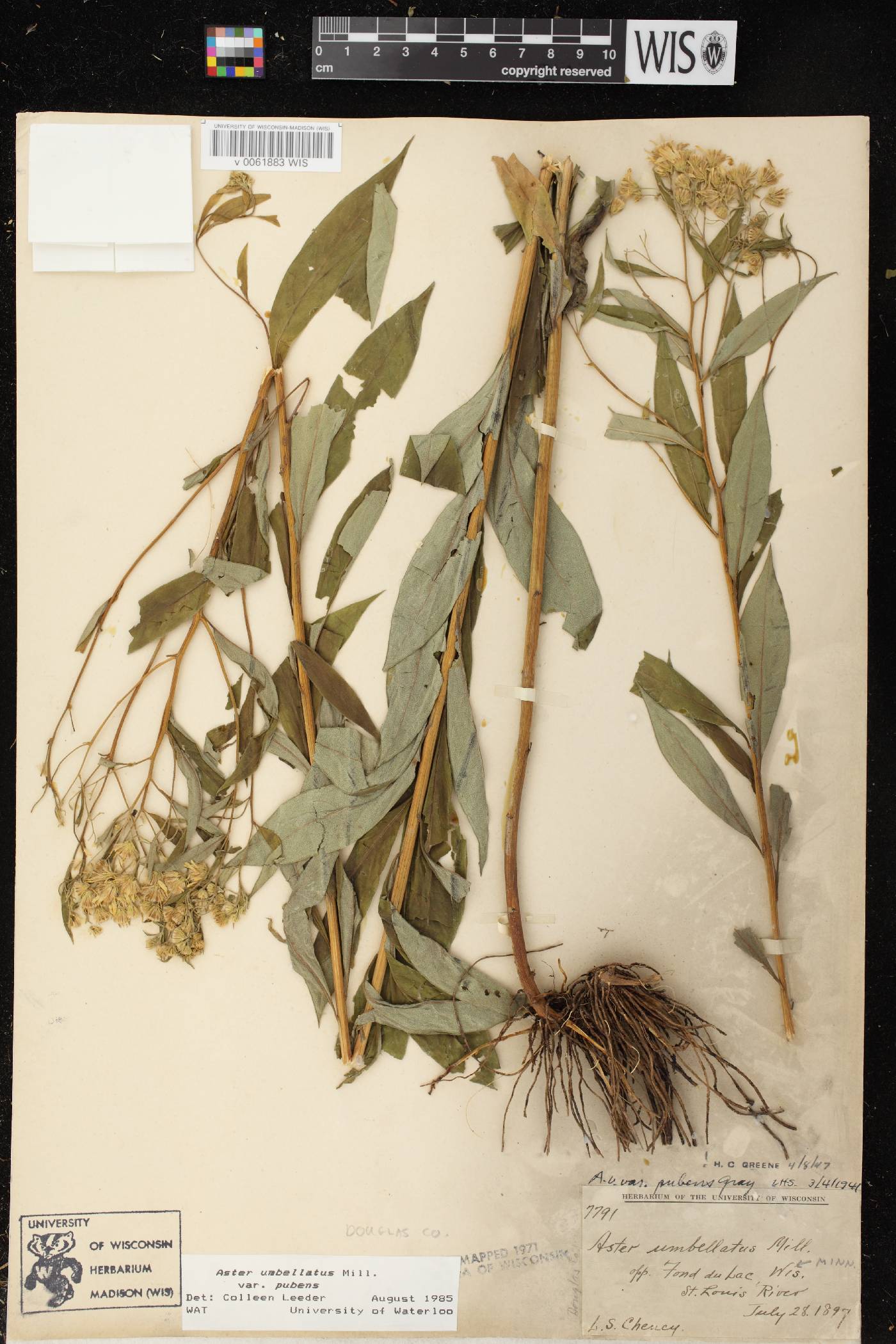 Doellingeria umbellata var. pubens image