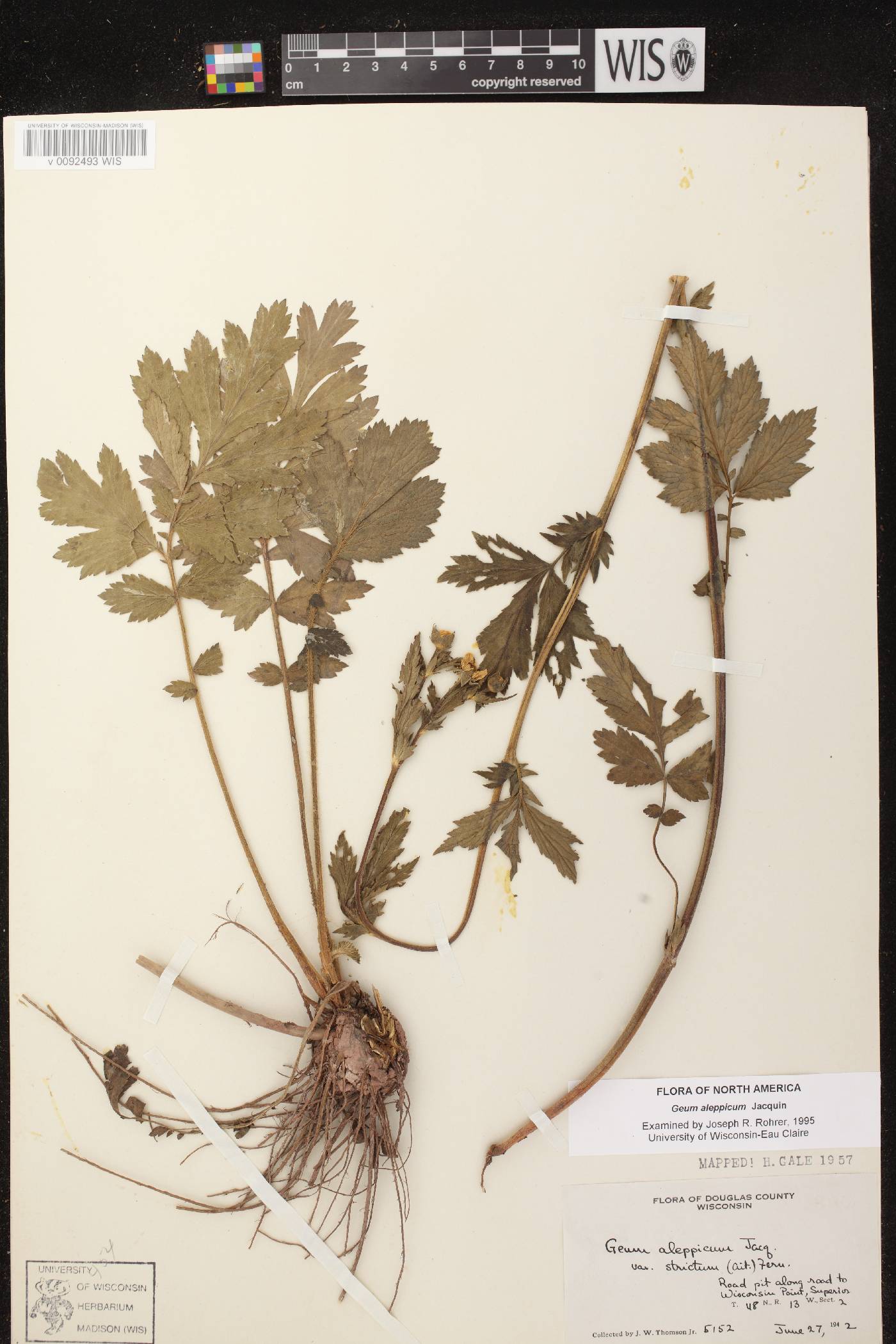 Geum aleppicum image