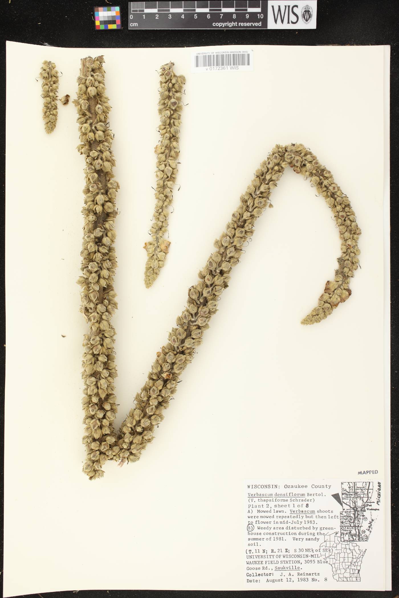 Verbascum densiflorum image