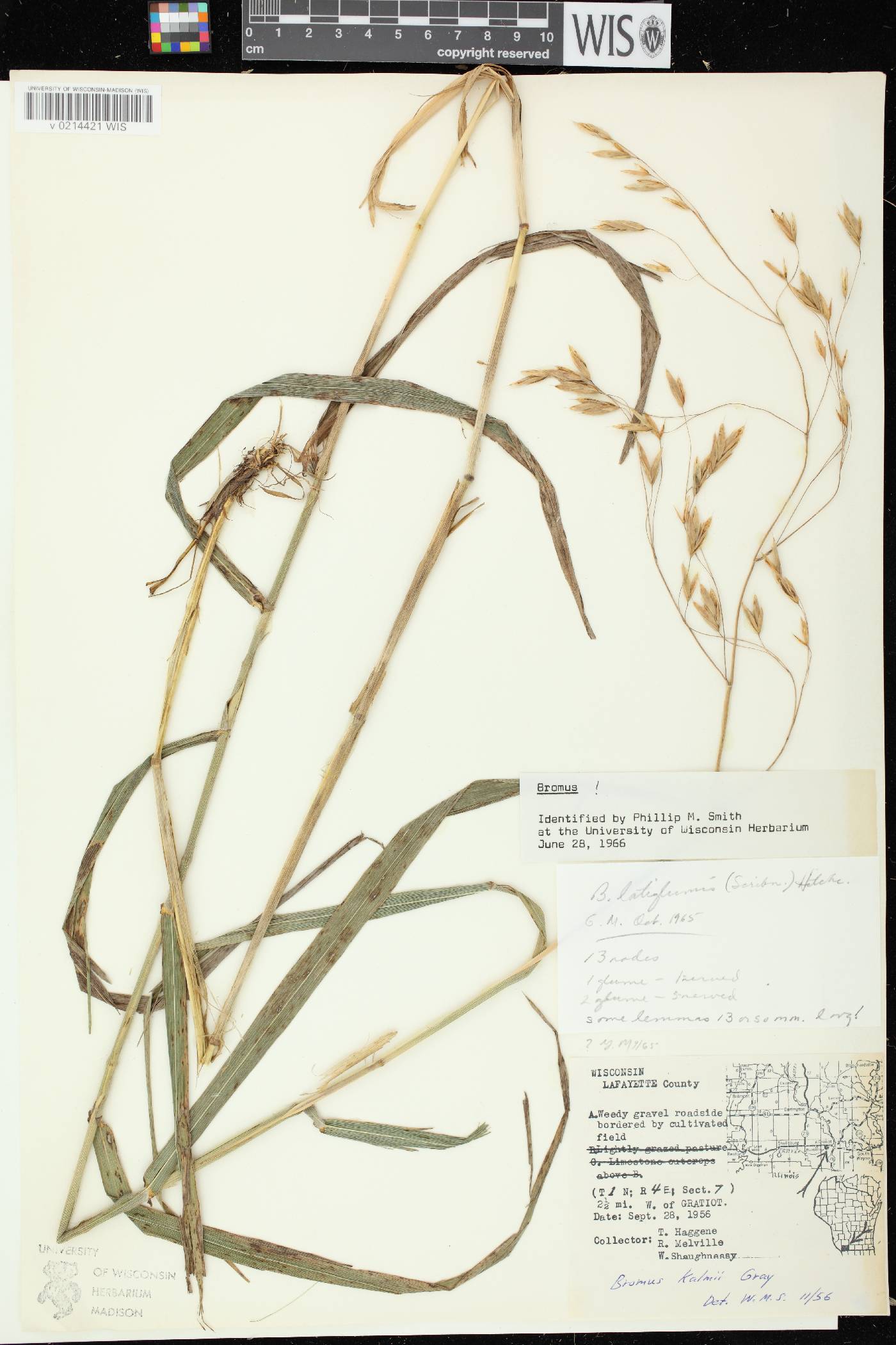 Bromus latiglumis image