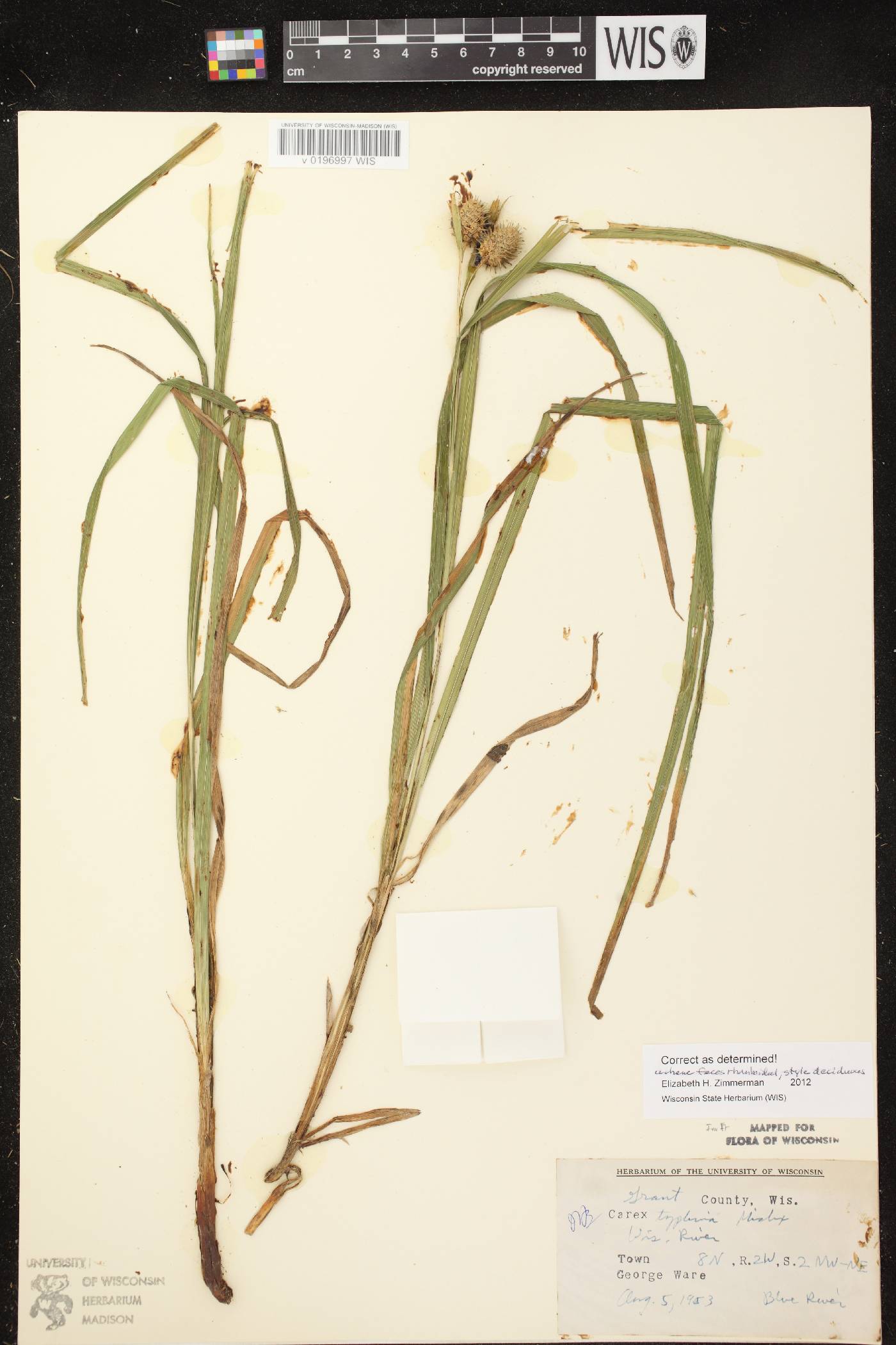 Carex typhina image