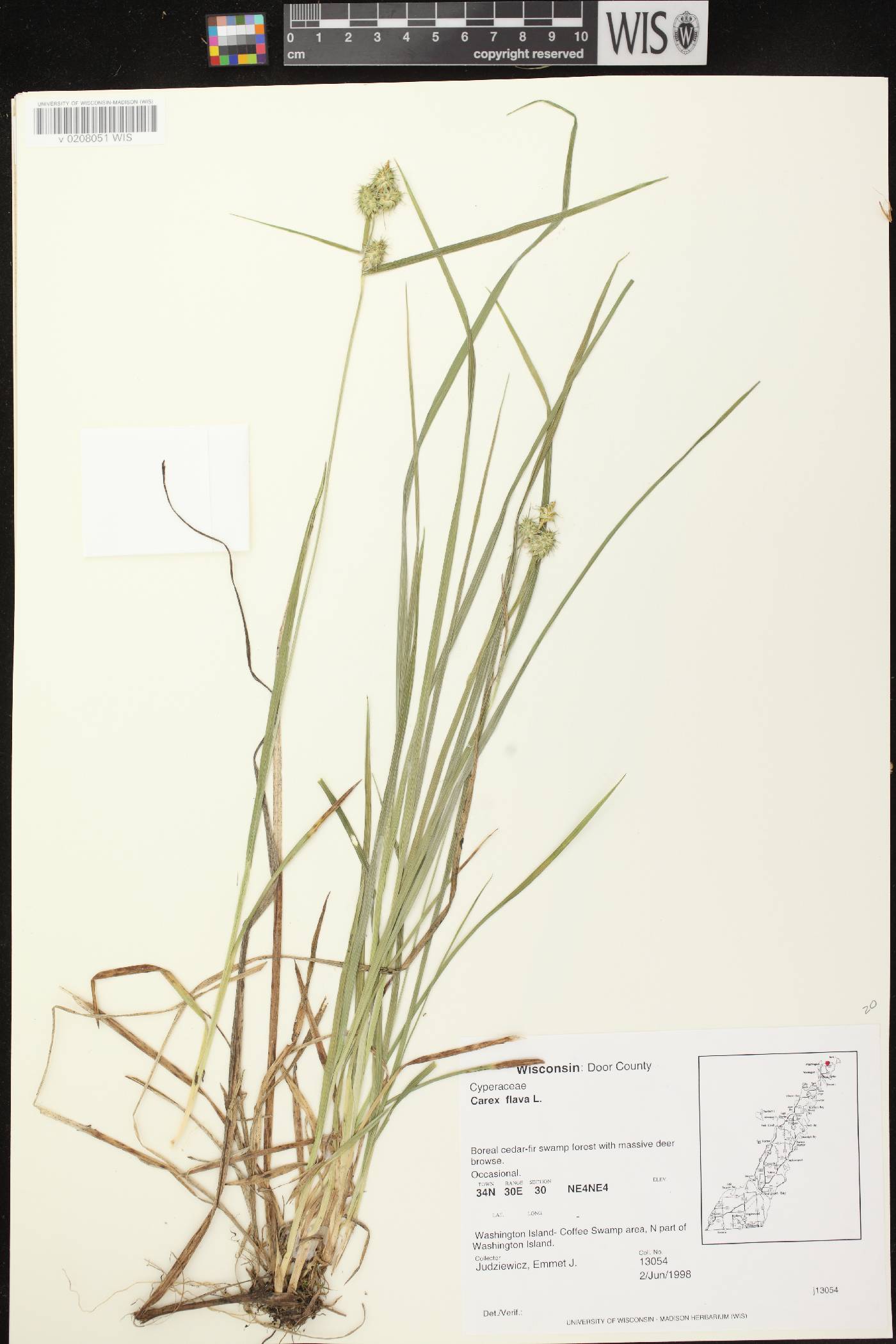 Carex flava image