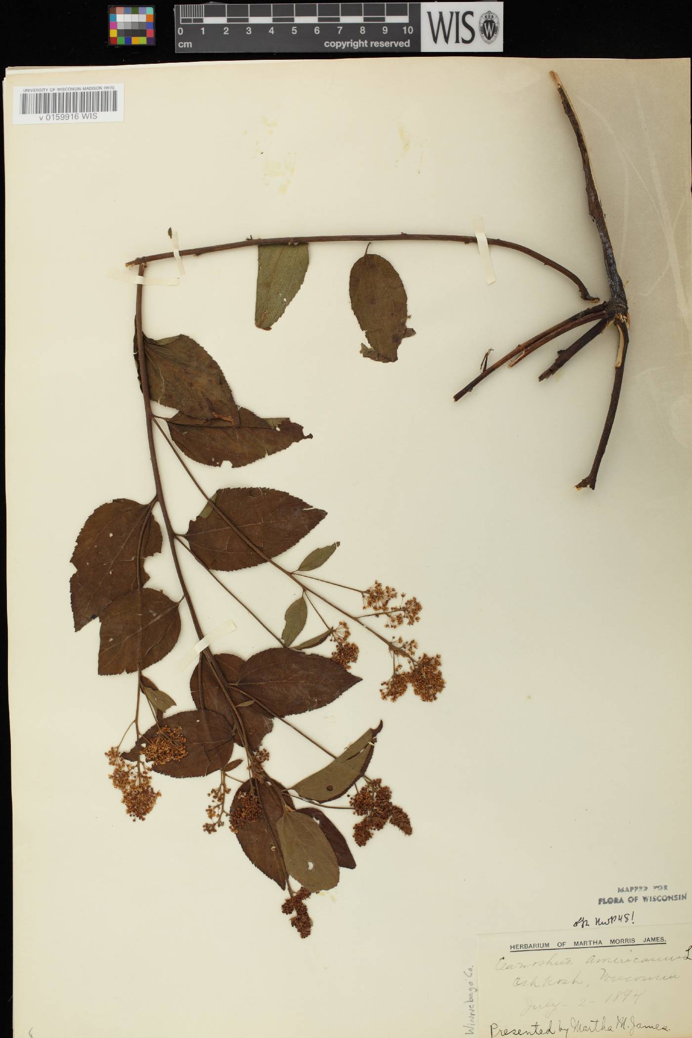 Ceanothus americanus image
