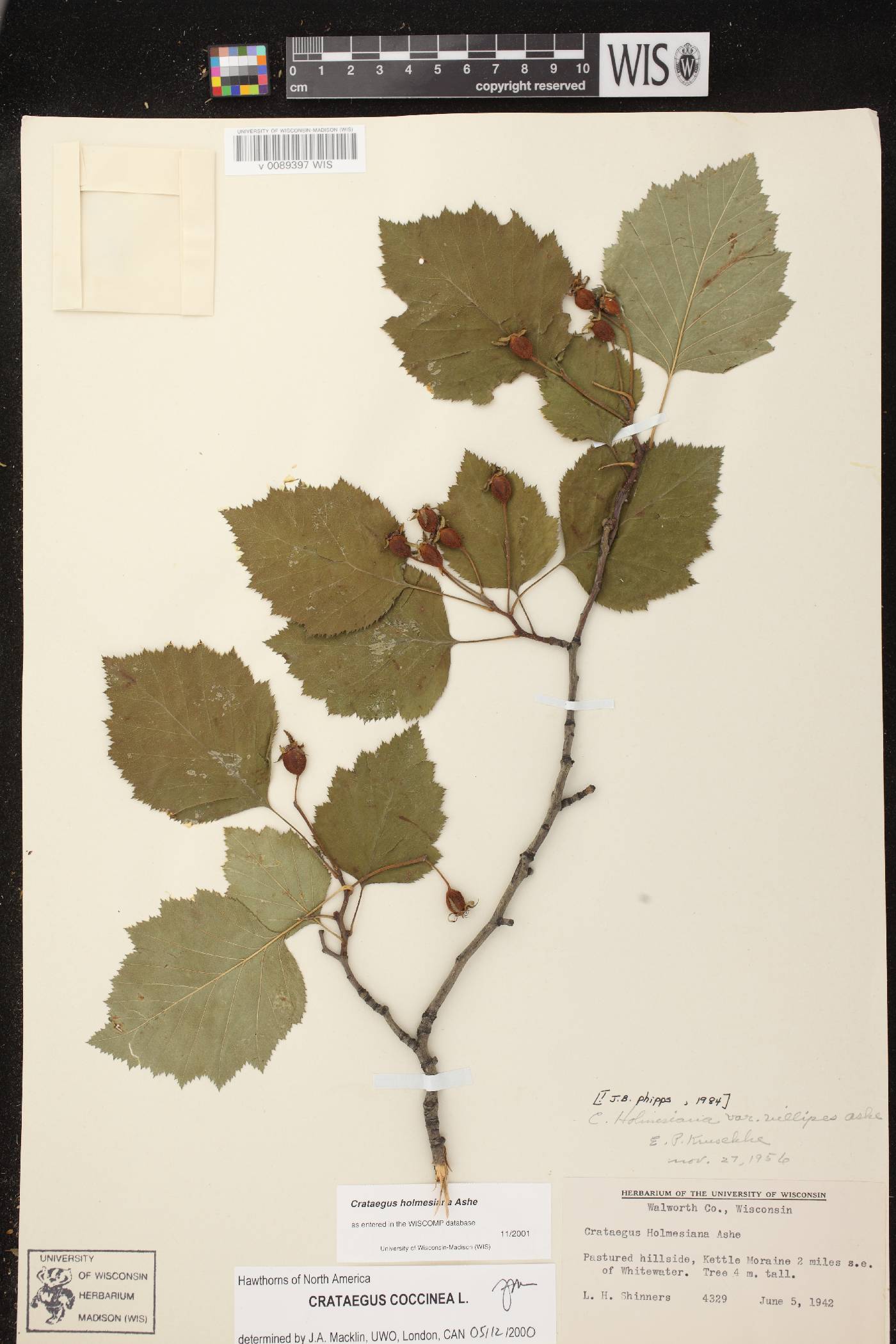 Crataegus holmesiana image