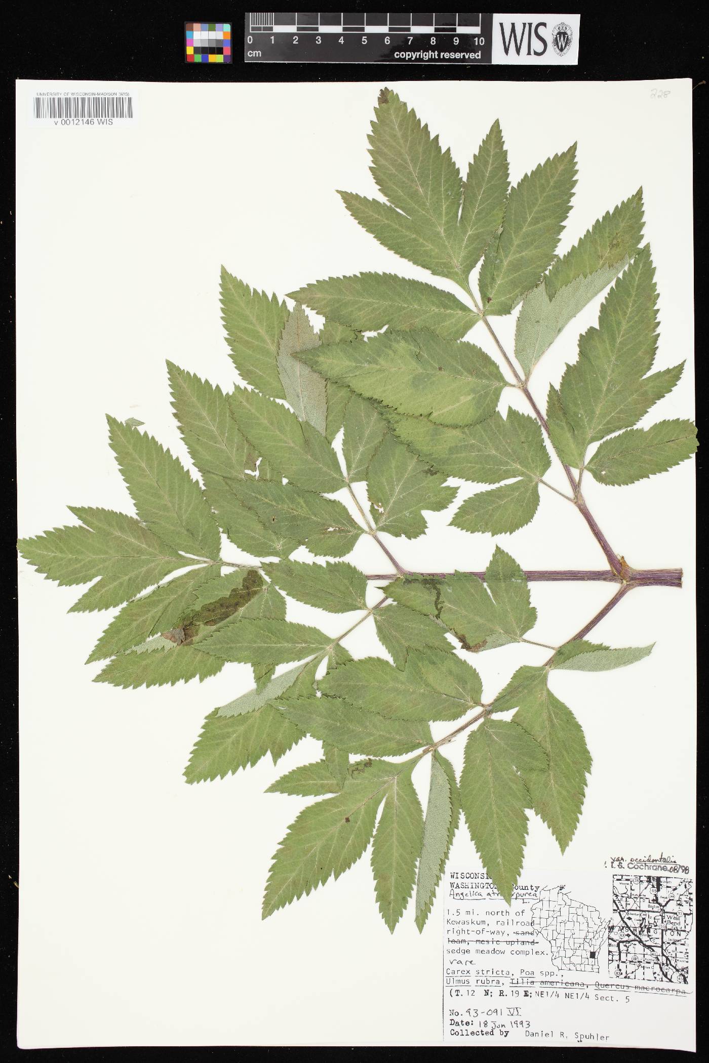 Angelica atropurpurea var. occidentalis image