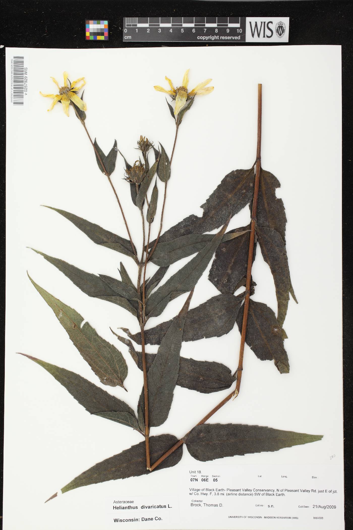 Helianthus divaricatus image