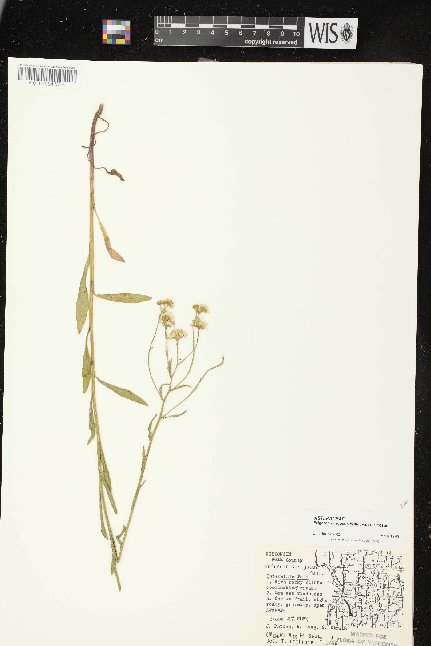 Erigeron strigosus var. strigosus image