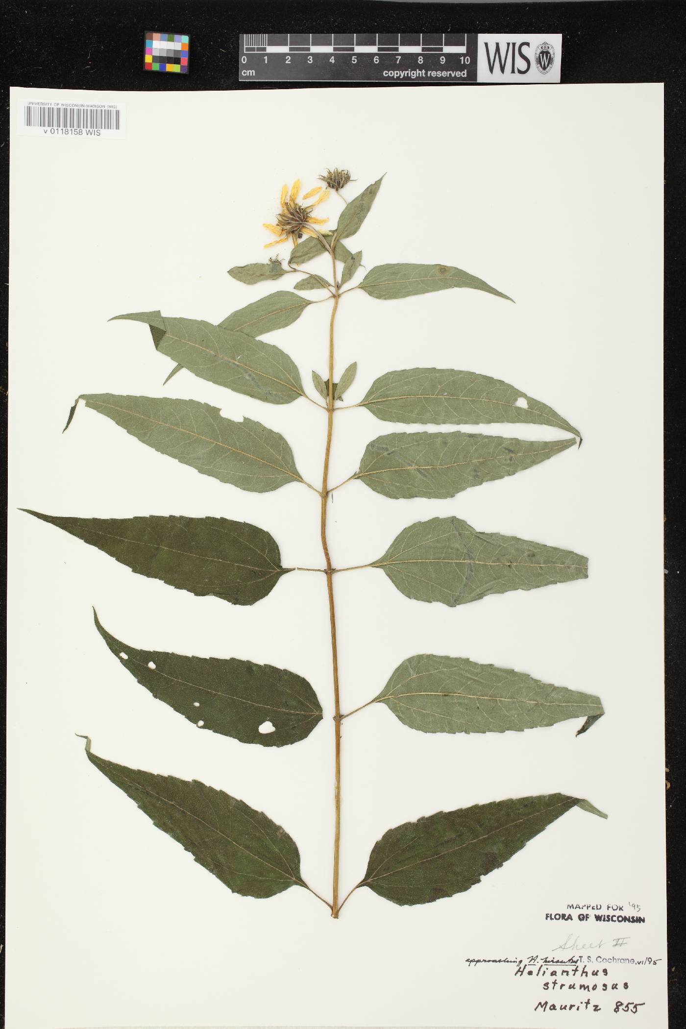 Helianthus strumosus image