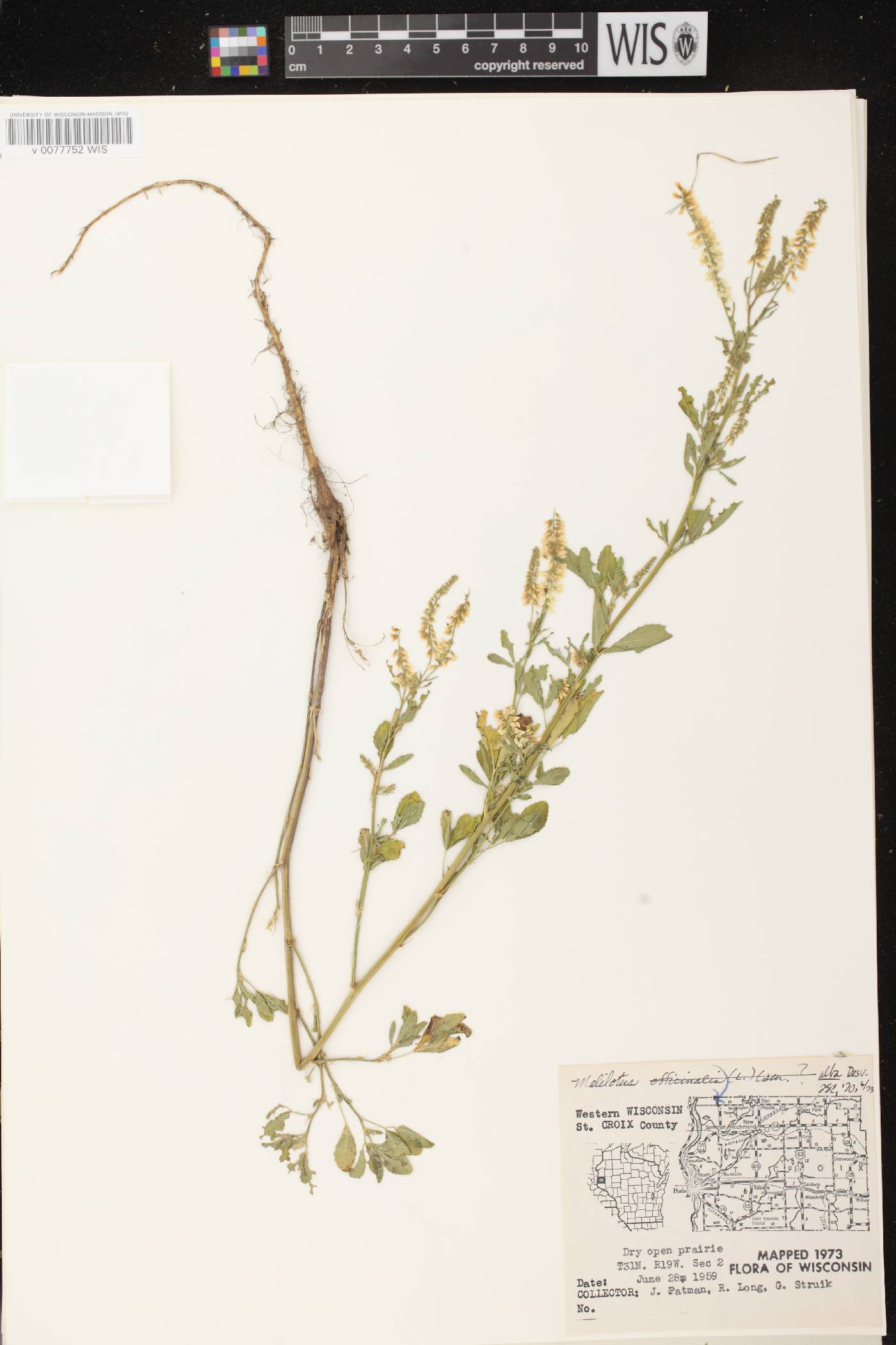 Melilotus albus image