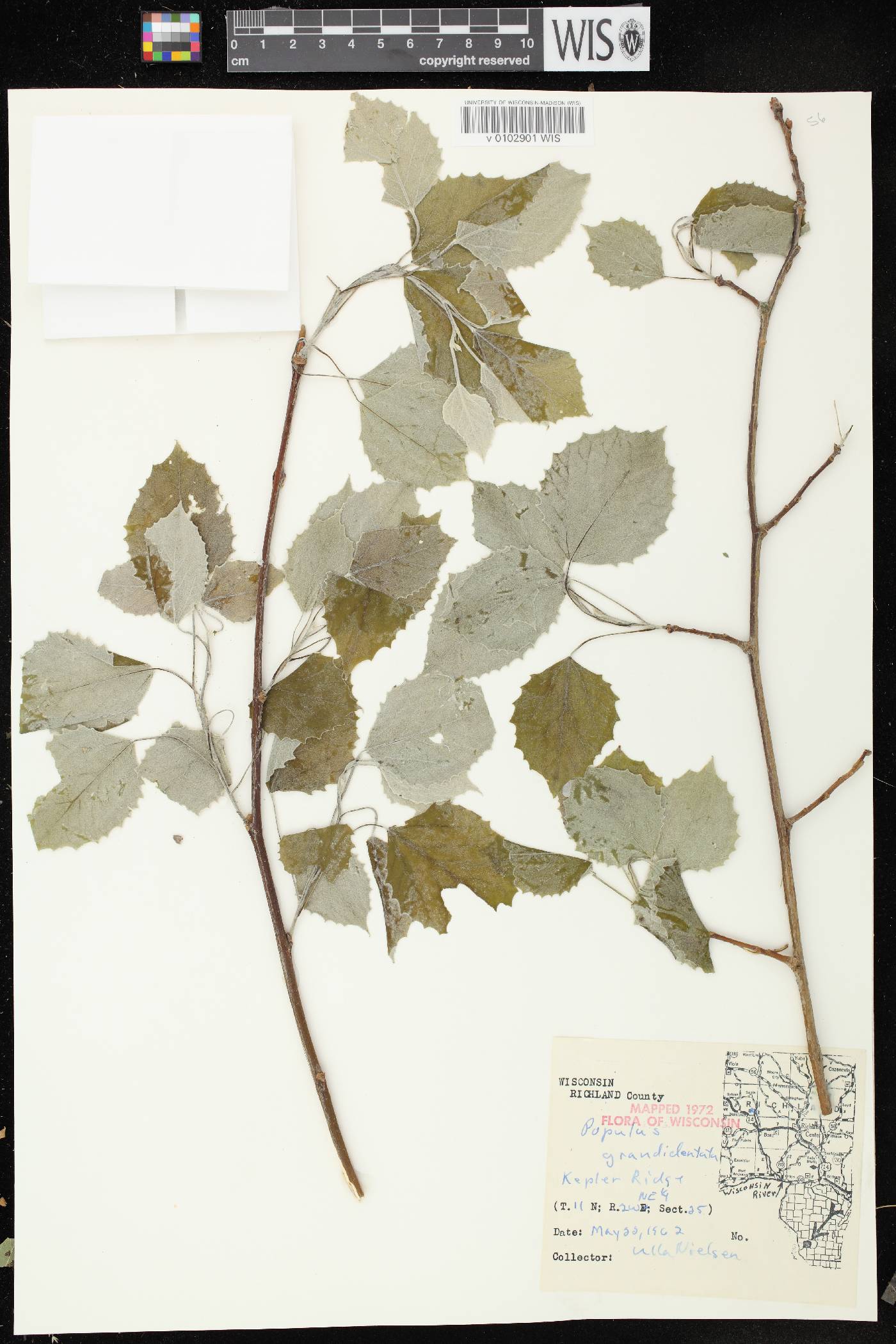 Populus grandidentata image