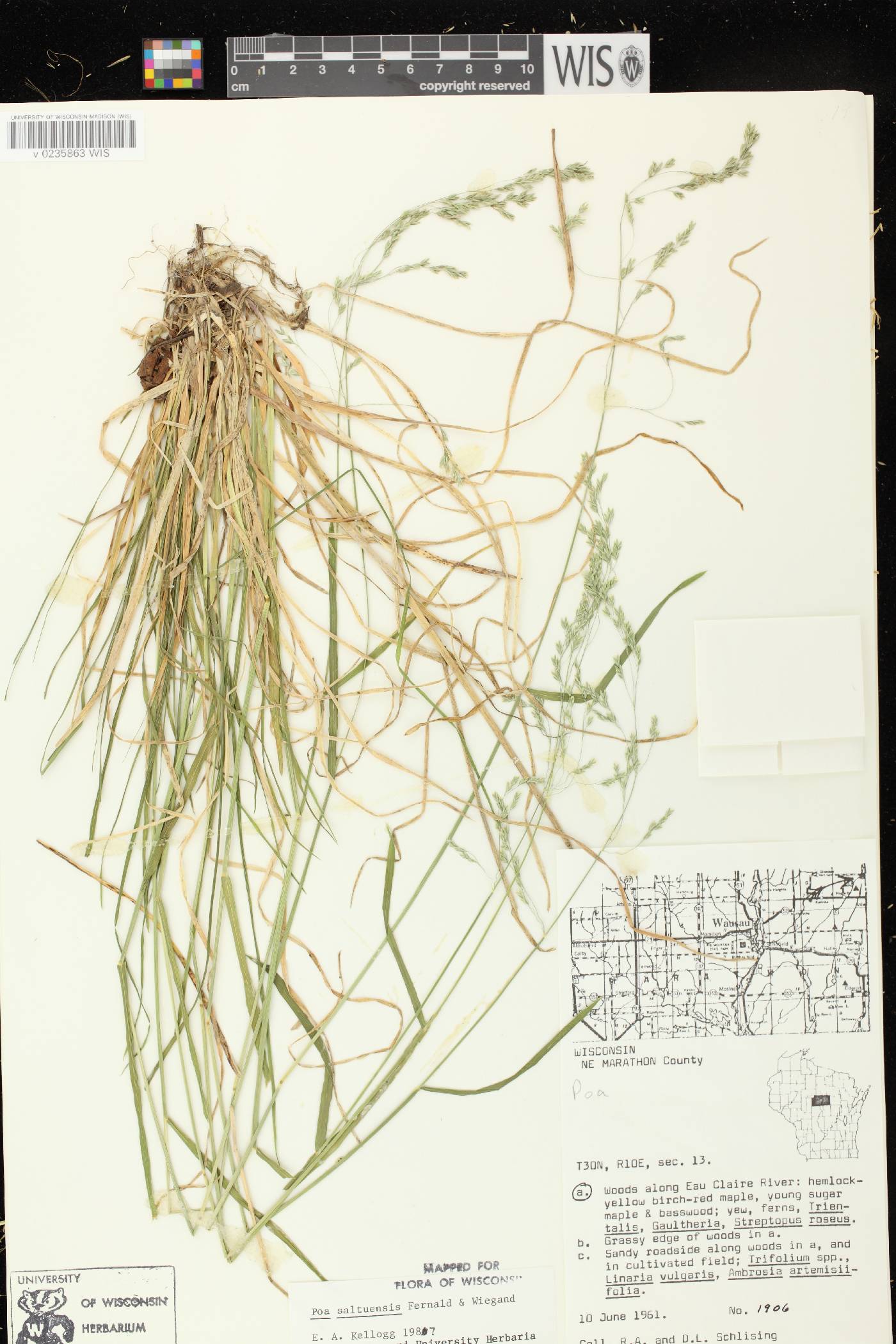 Poa saltuensis image