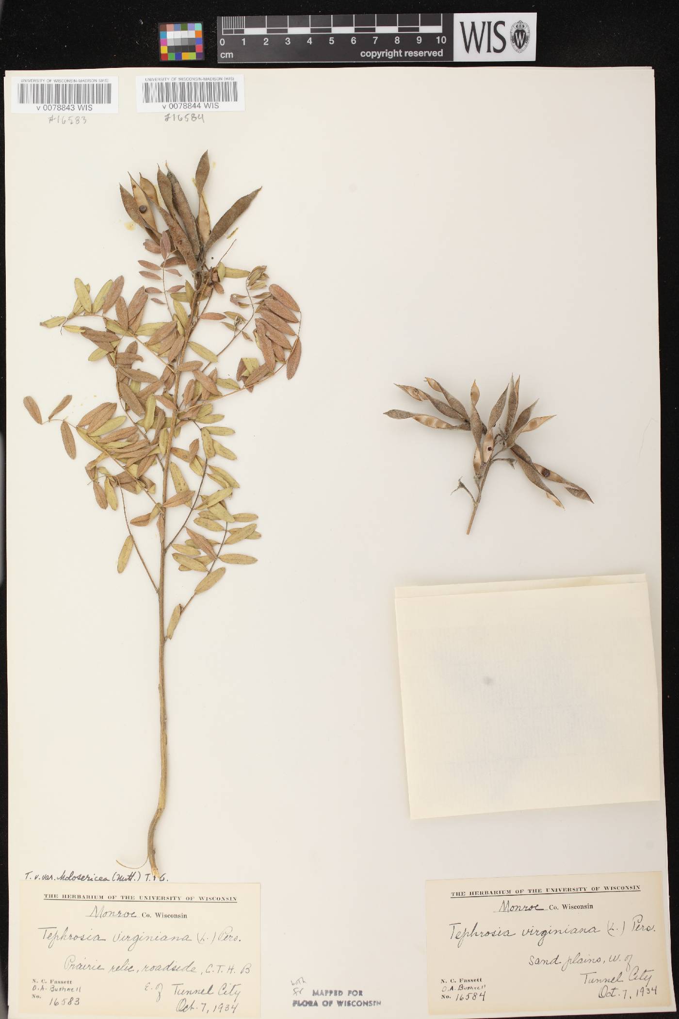 Tephrosia virginiana image