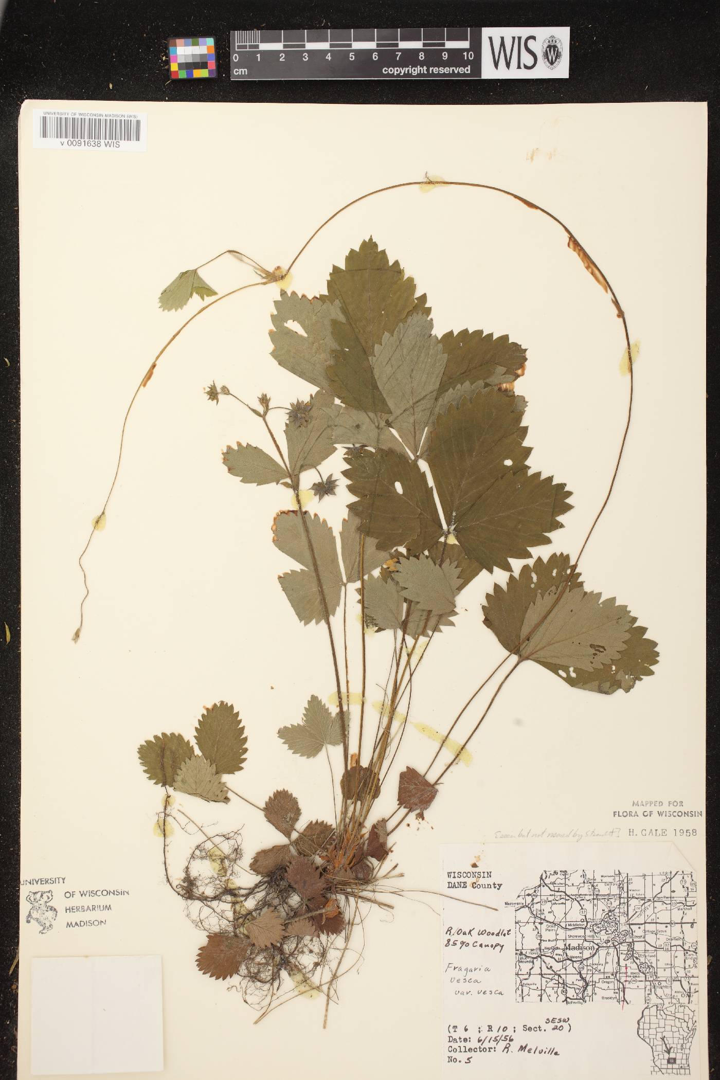 Fragaria vesca subsp. americana image