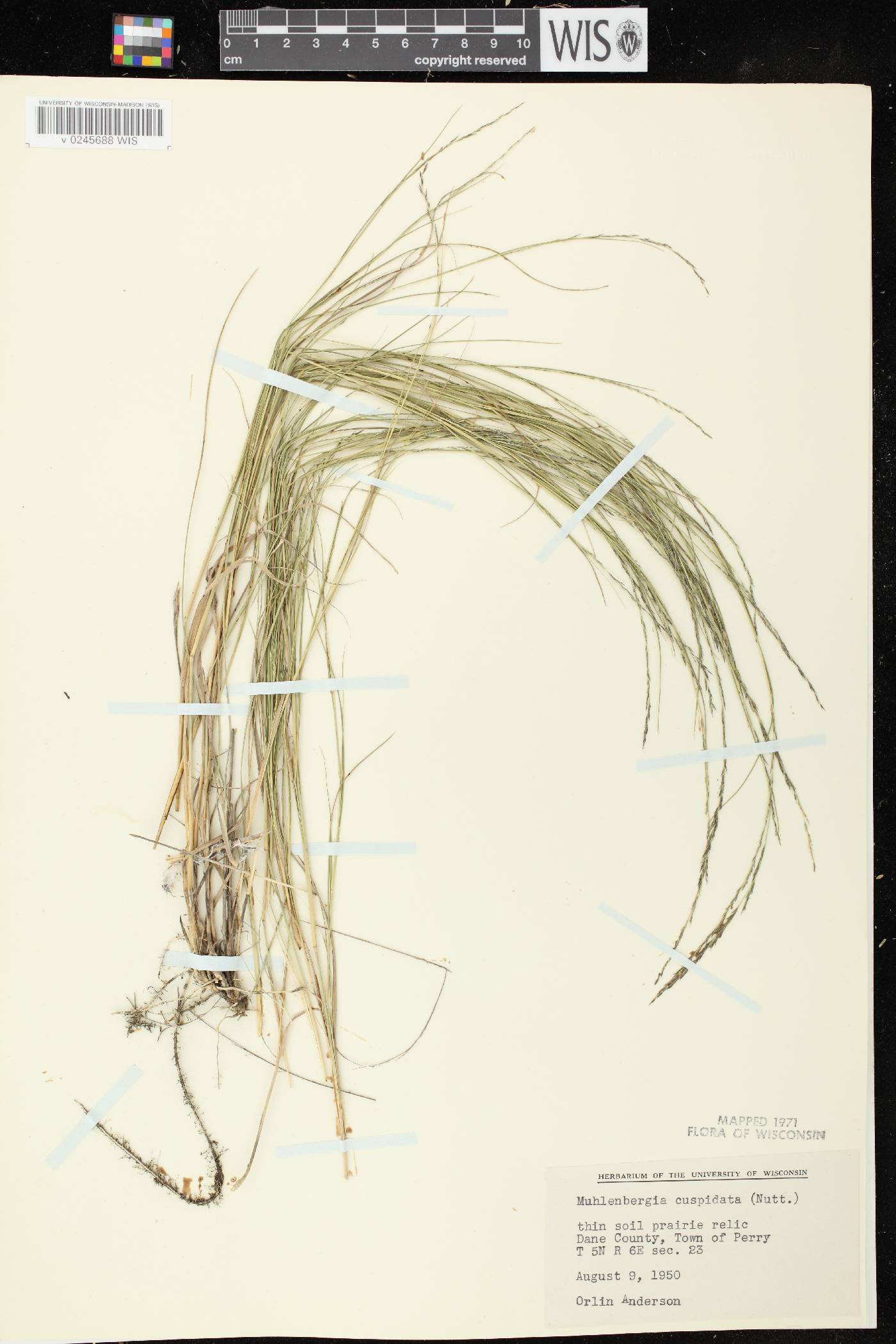Muhlenbergia cuspidata image