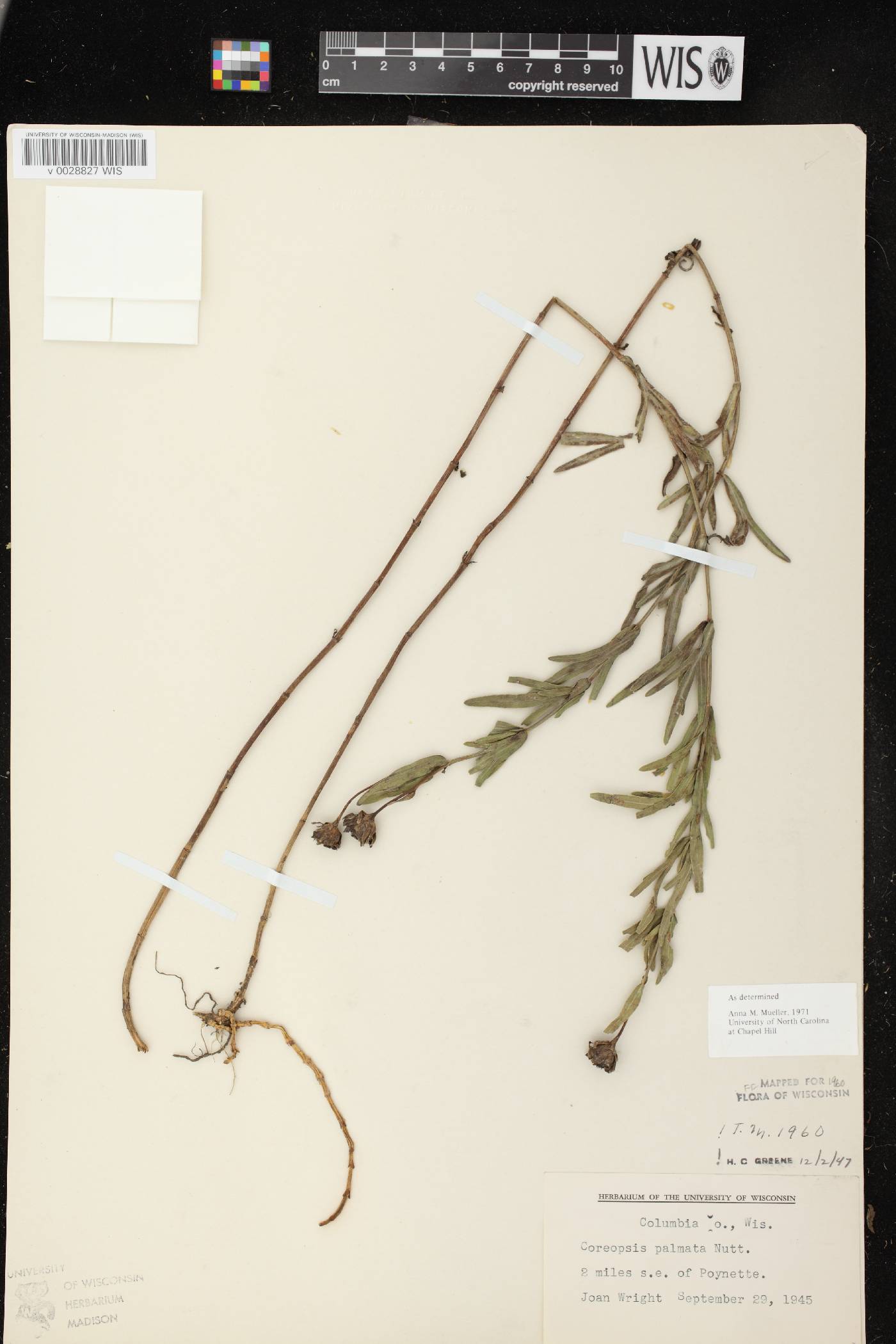 Coreopsis palmata image