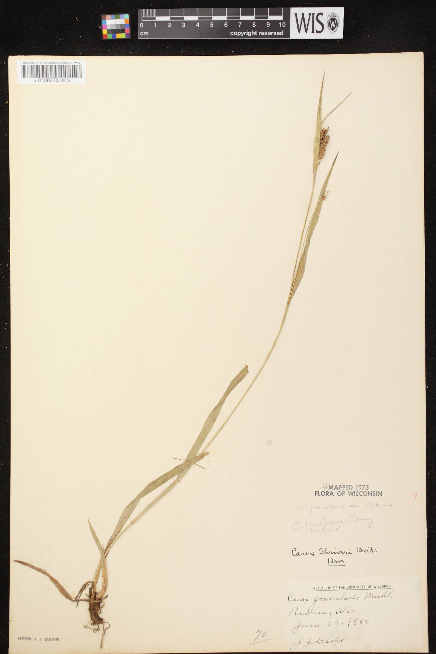 Carex granularis image