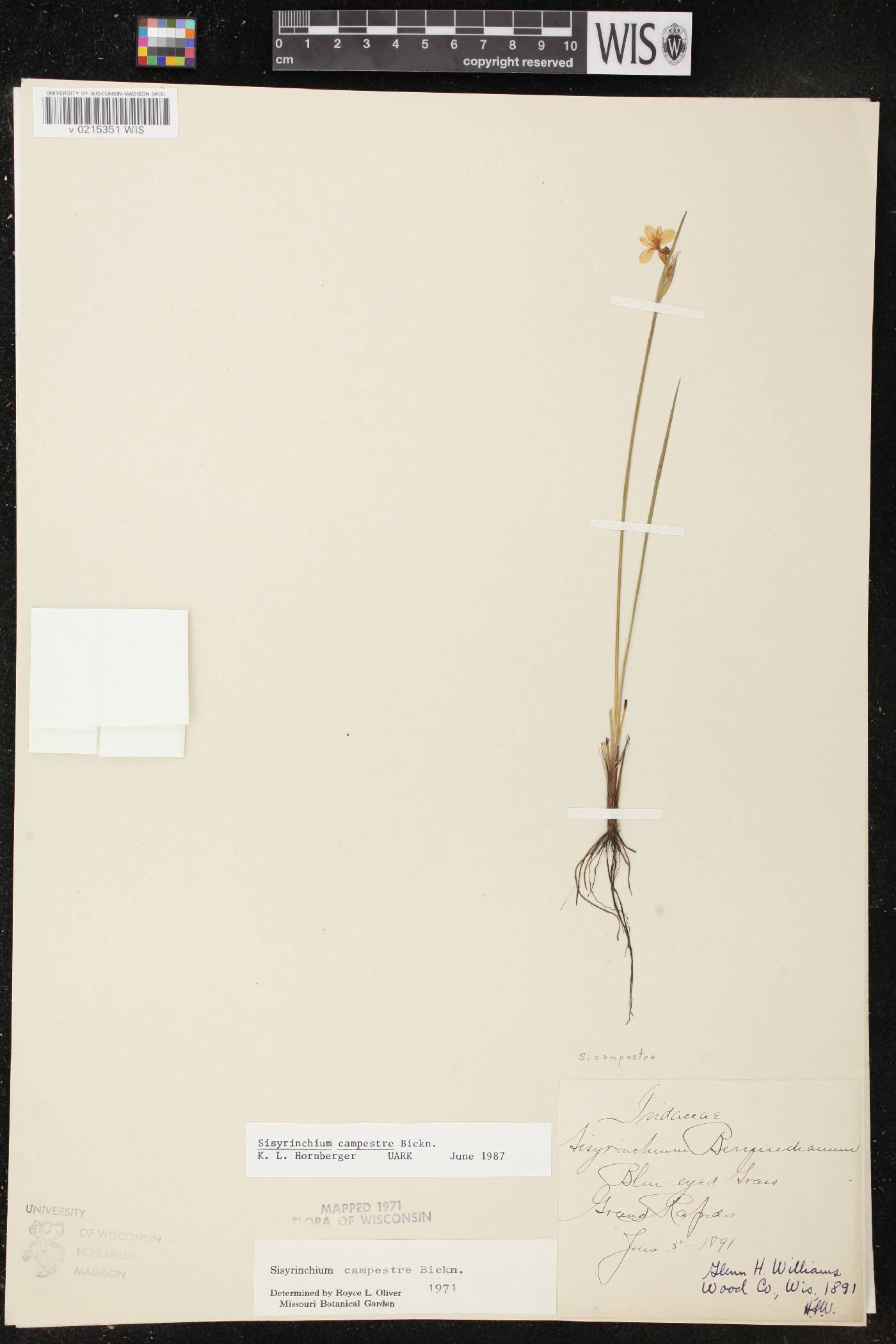 Sisyrinchium campestre image