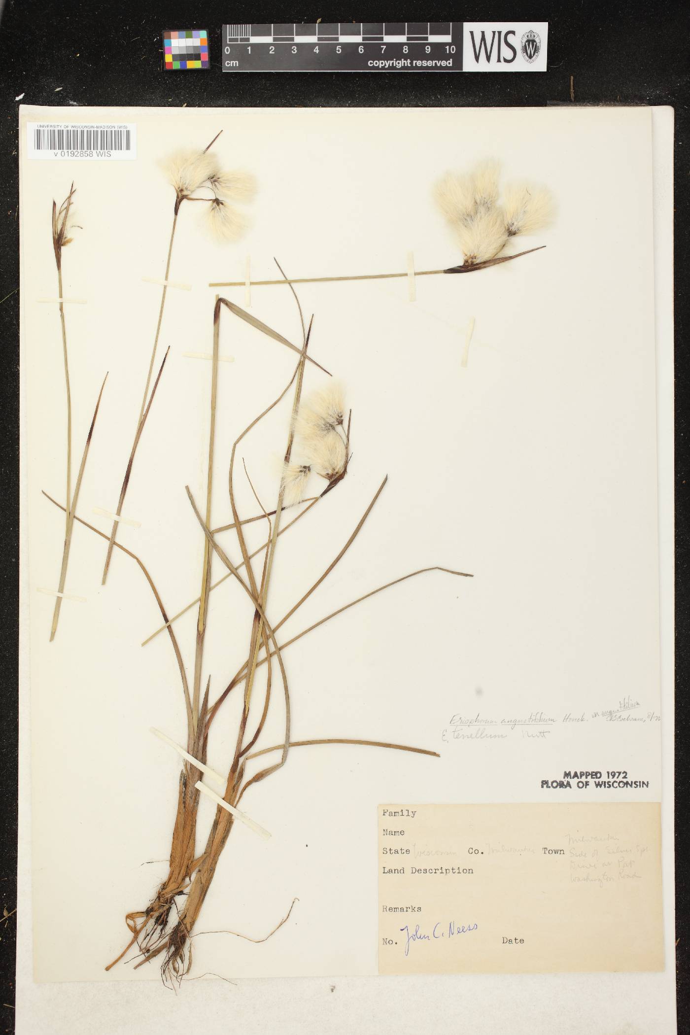 Eriophorum angustifolium subsp. angustifolium image