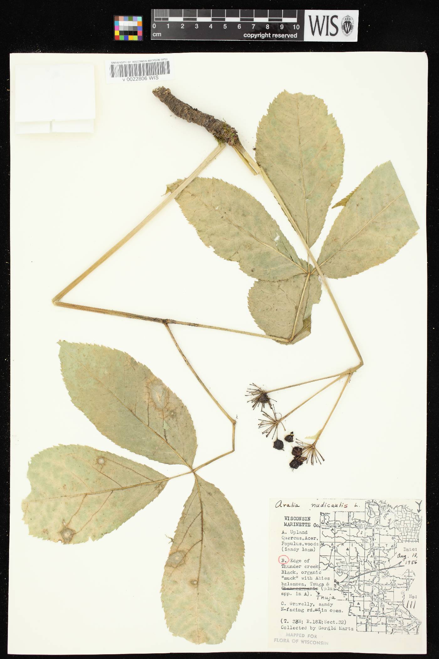 Aralia nudicaulis image