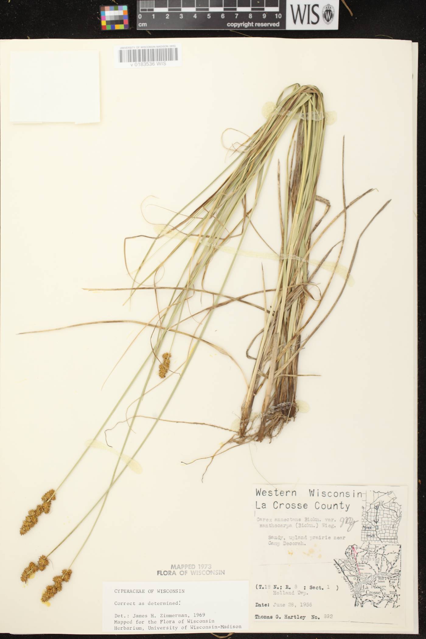 Carex annectens image