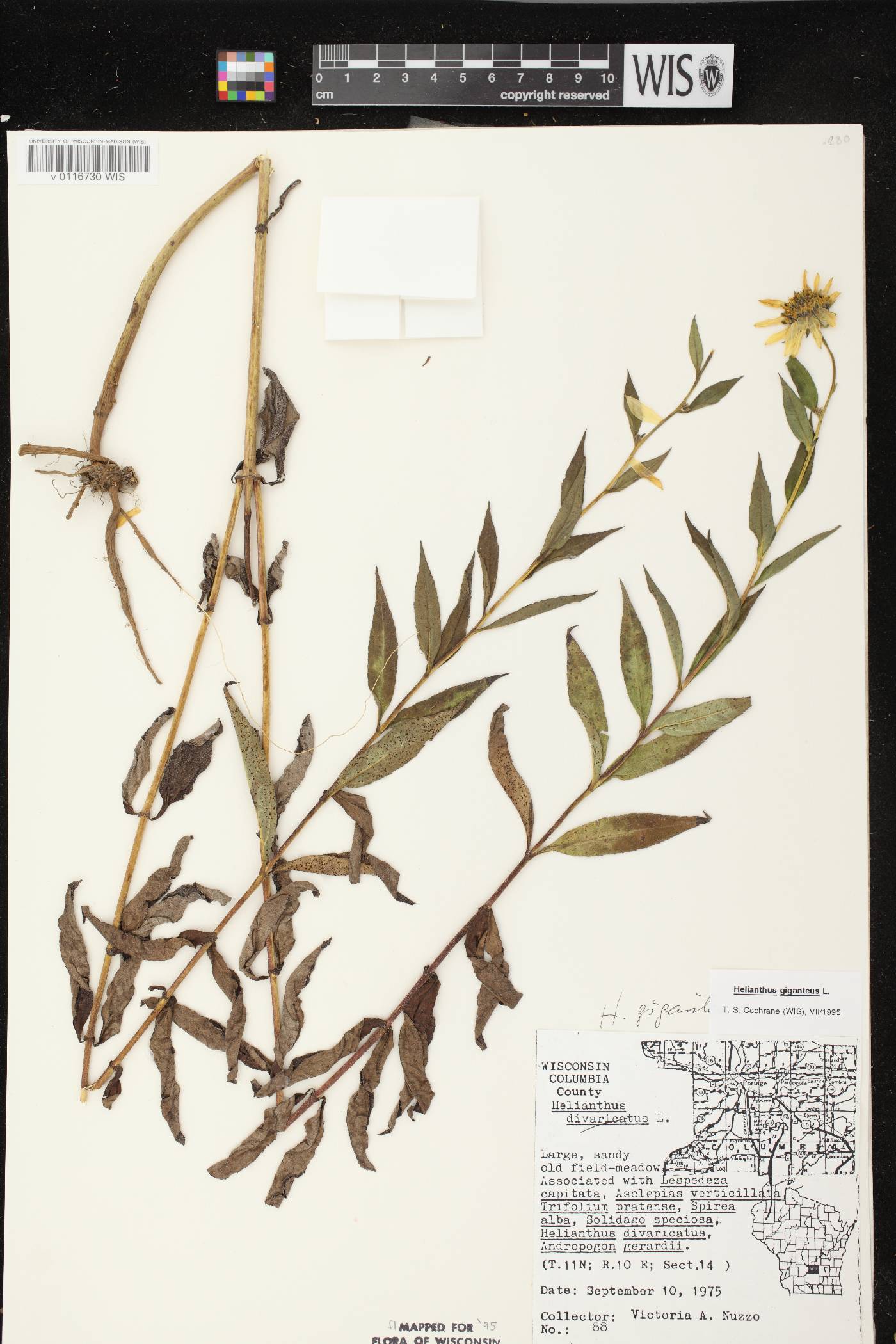 Helianthus giganteus image