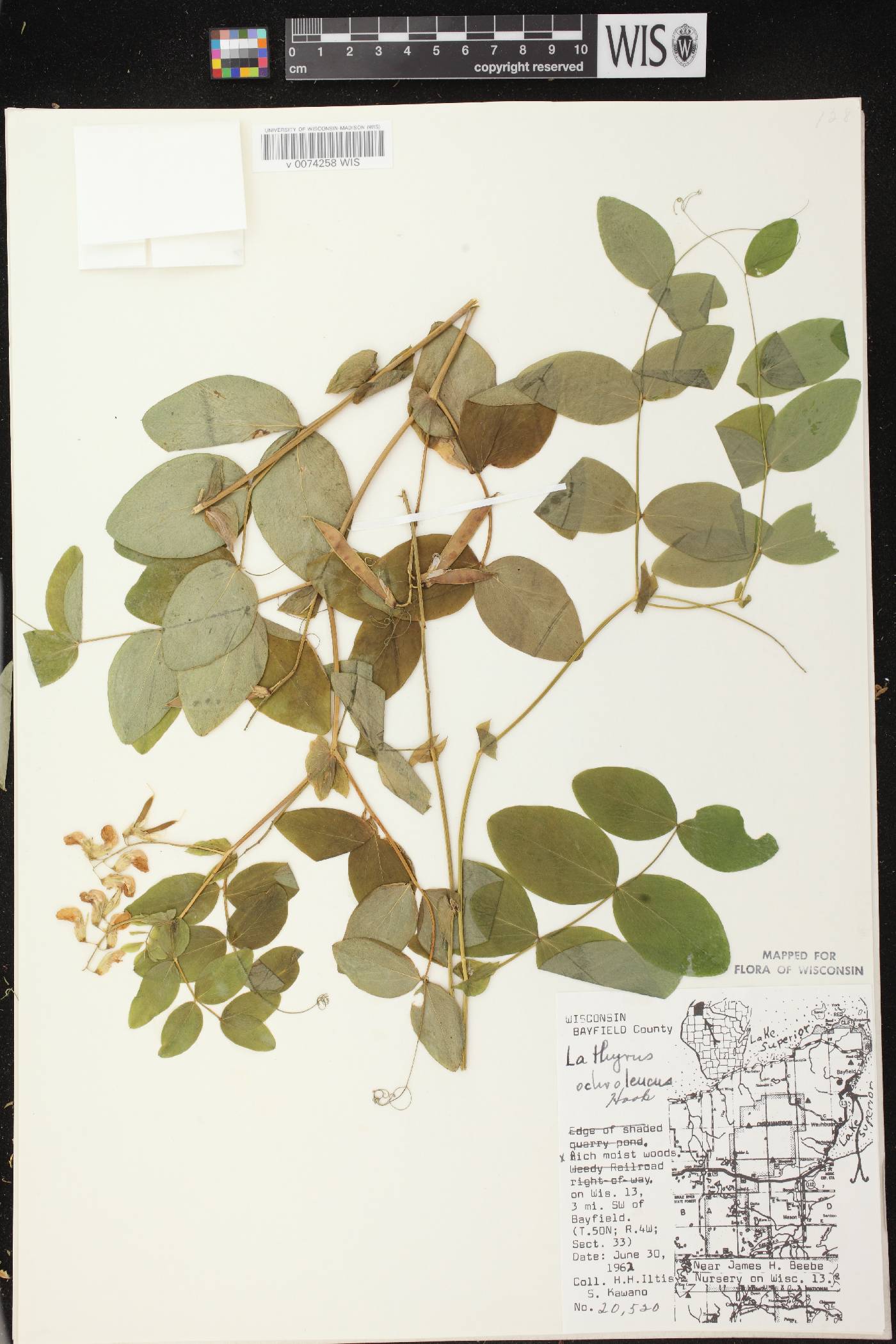 Lathyrus ochroleucus image