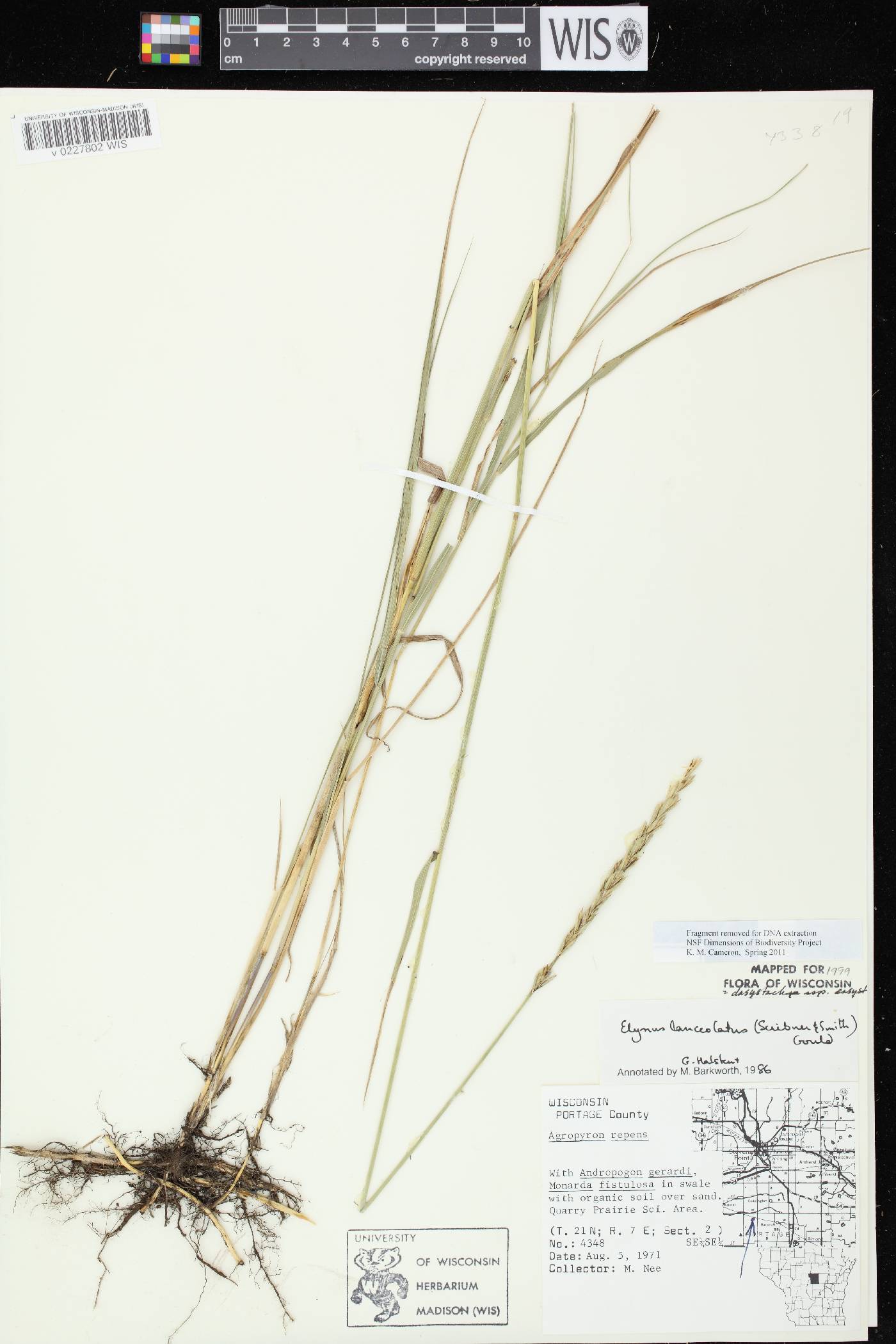 Elymus lanceolatus subsp. lanceolatus image