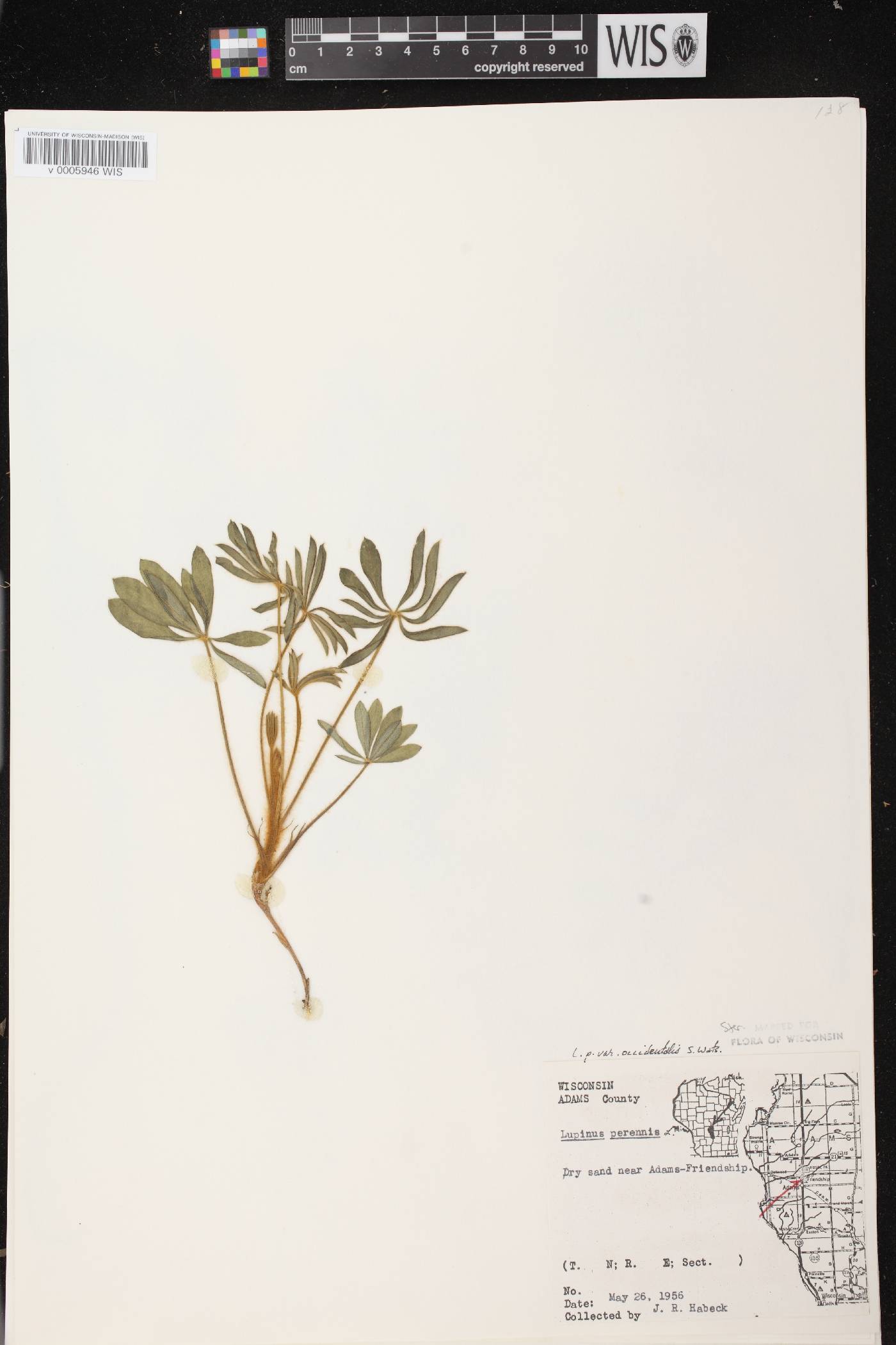 Lupinus perennis var. occidentalis image