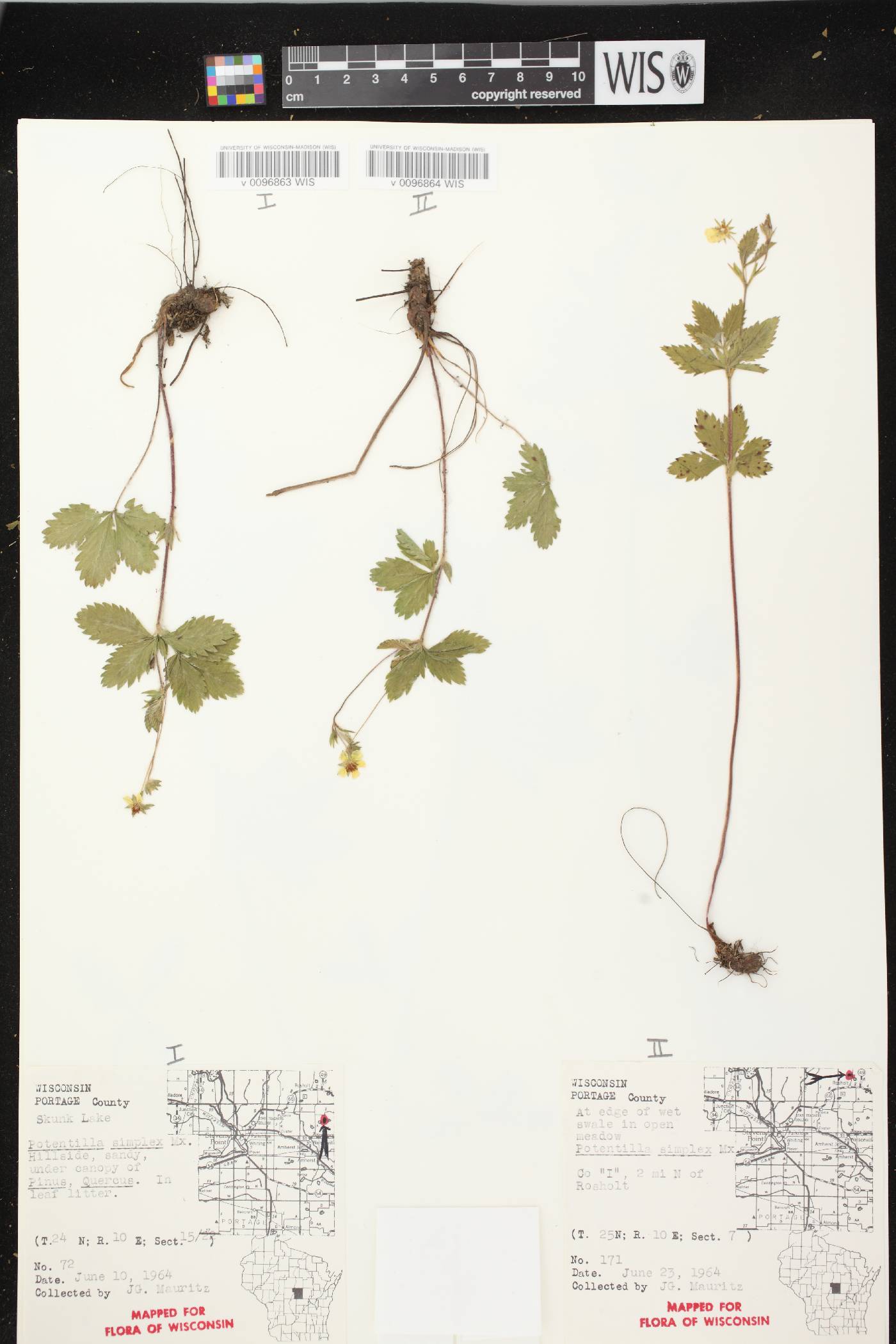 Potentilla simplex image