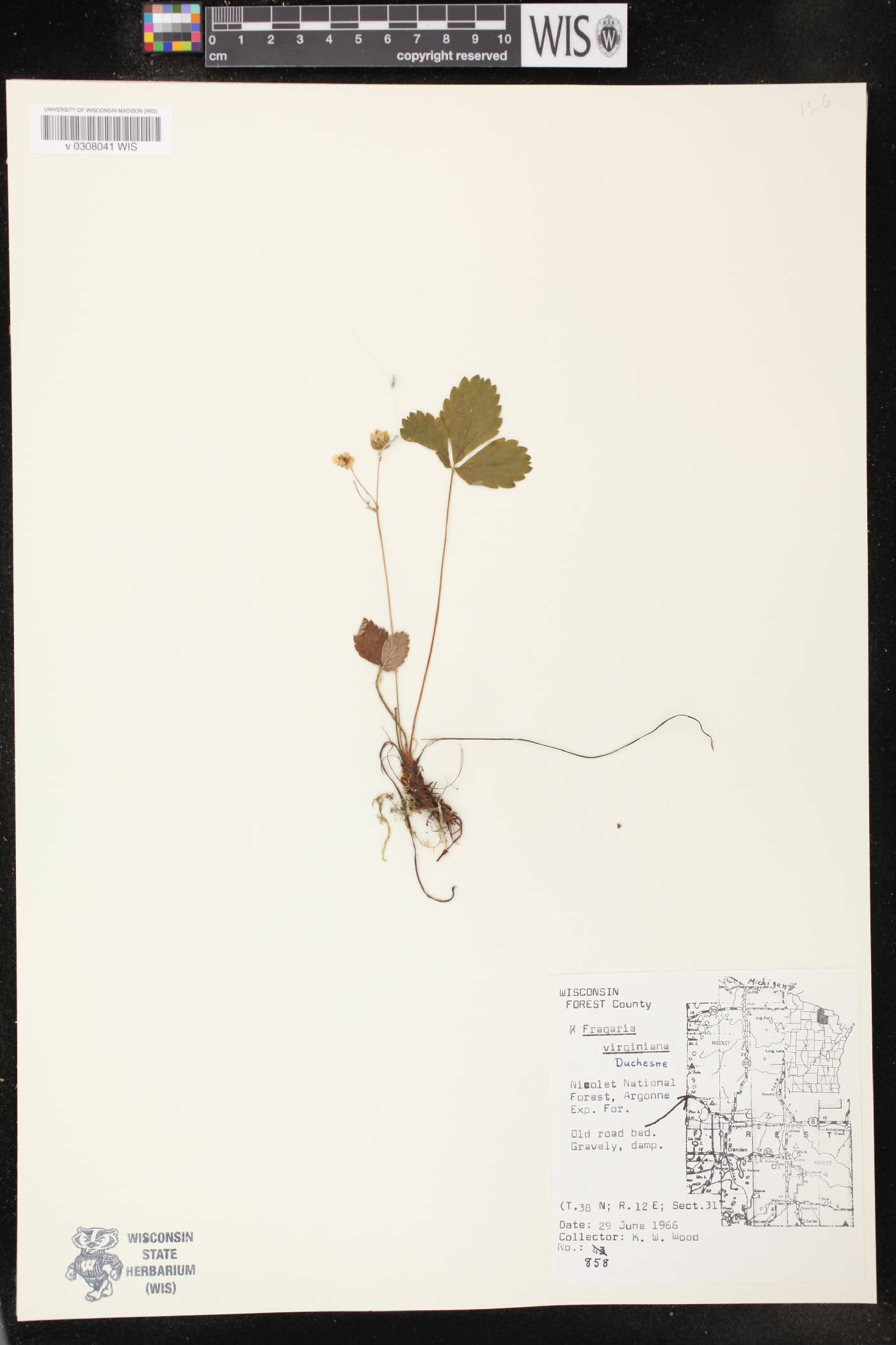 Fragaria virginiana image