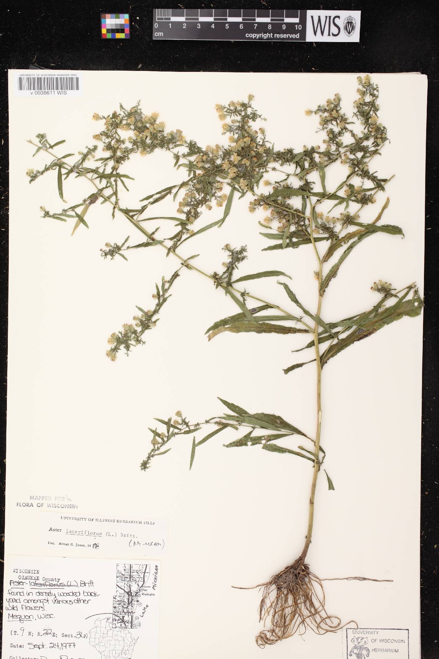 Symphyotrichum lateriflorum image