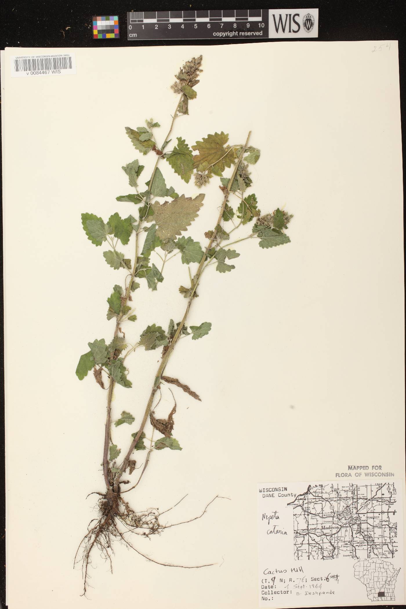Nepeta cataria image