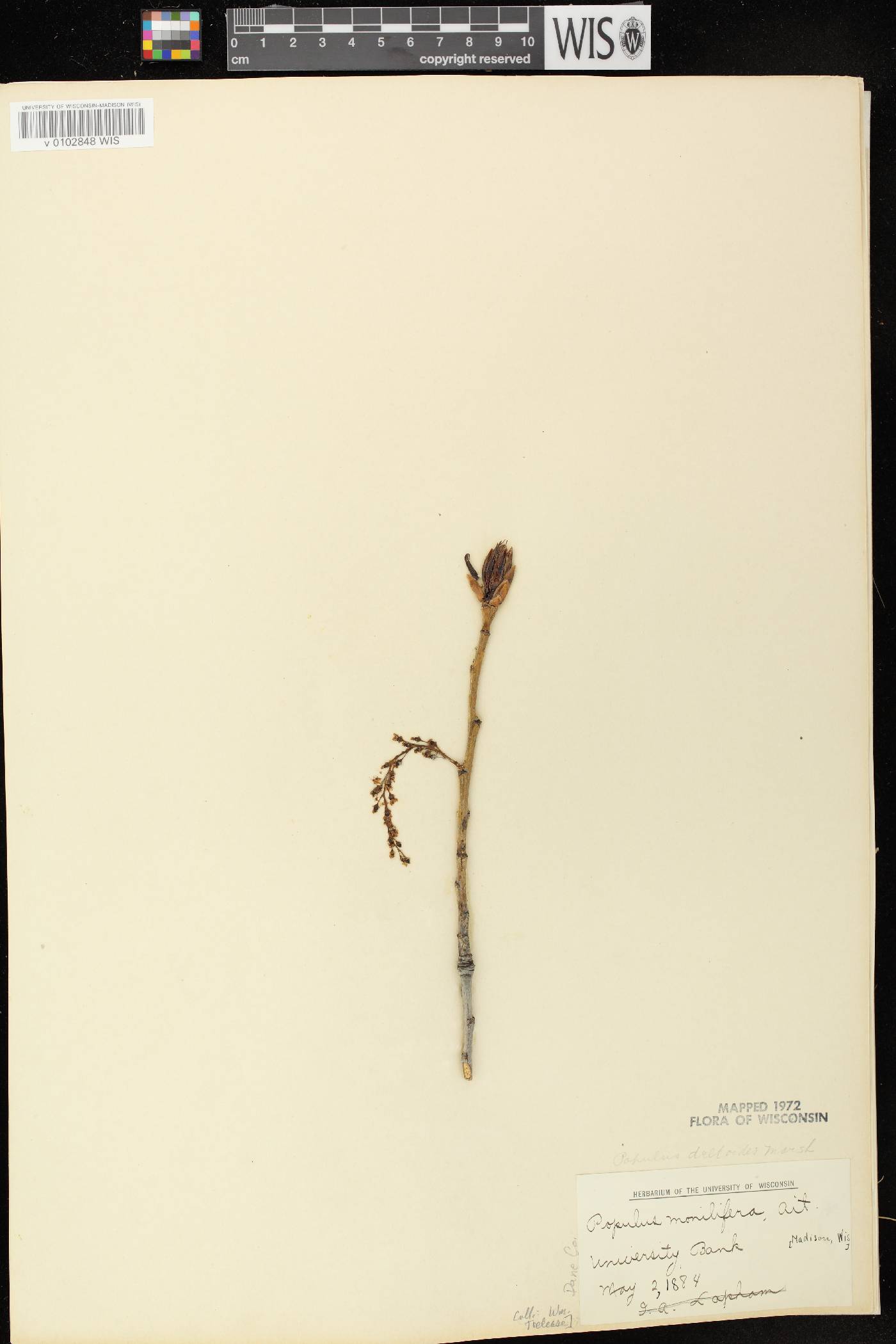 Populus deltoides image