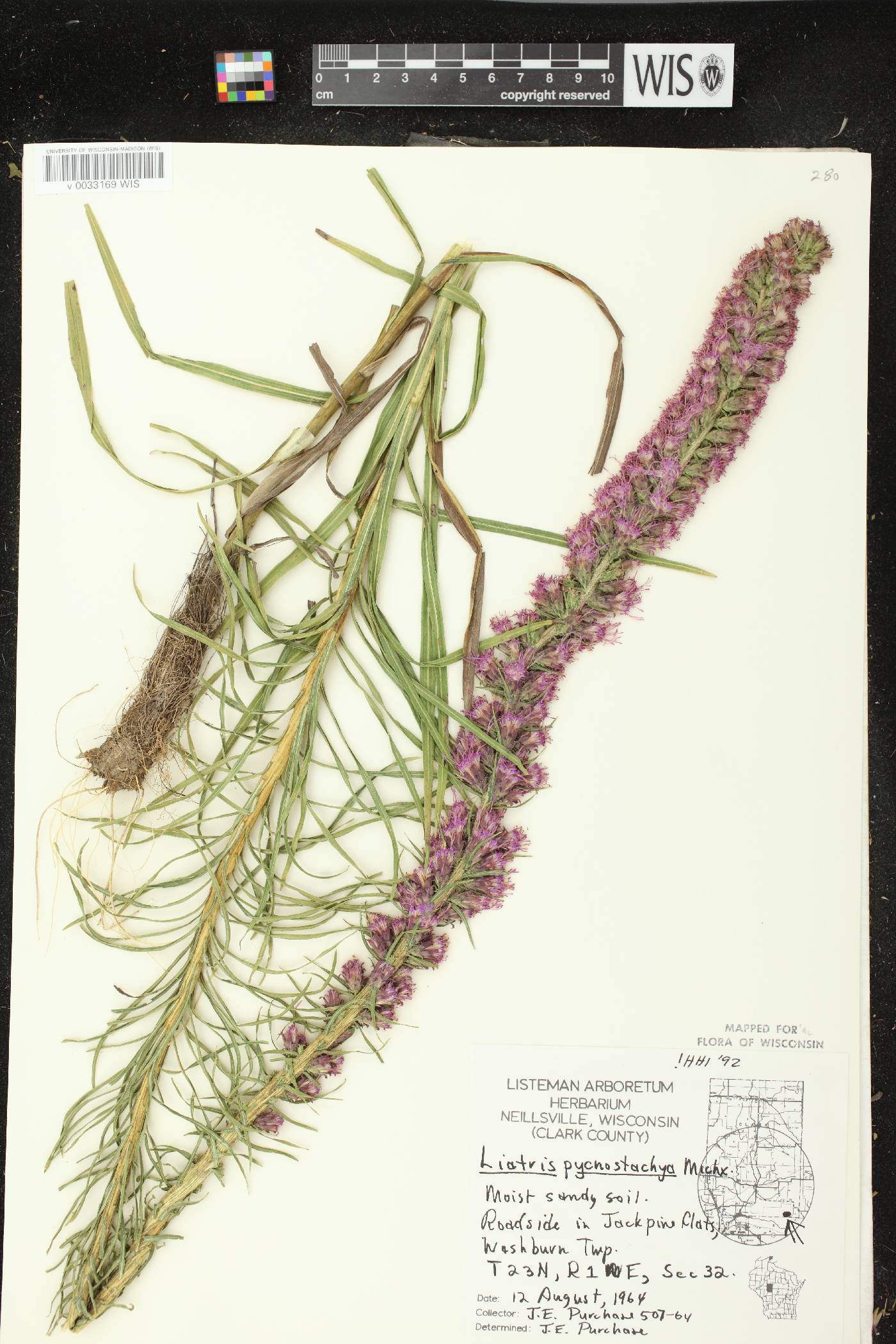 Liatris pycnostachya image